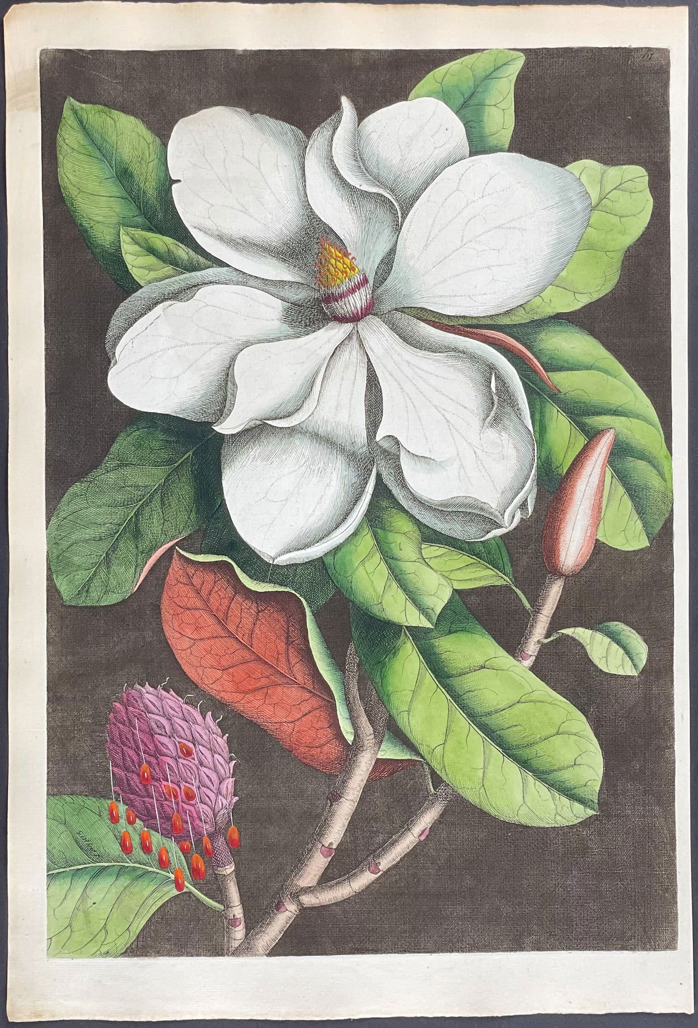 Catesby, Folio - Laurel-Tree of Carolina (Magnolia). 2-61 (1 of 2)