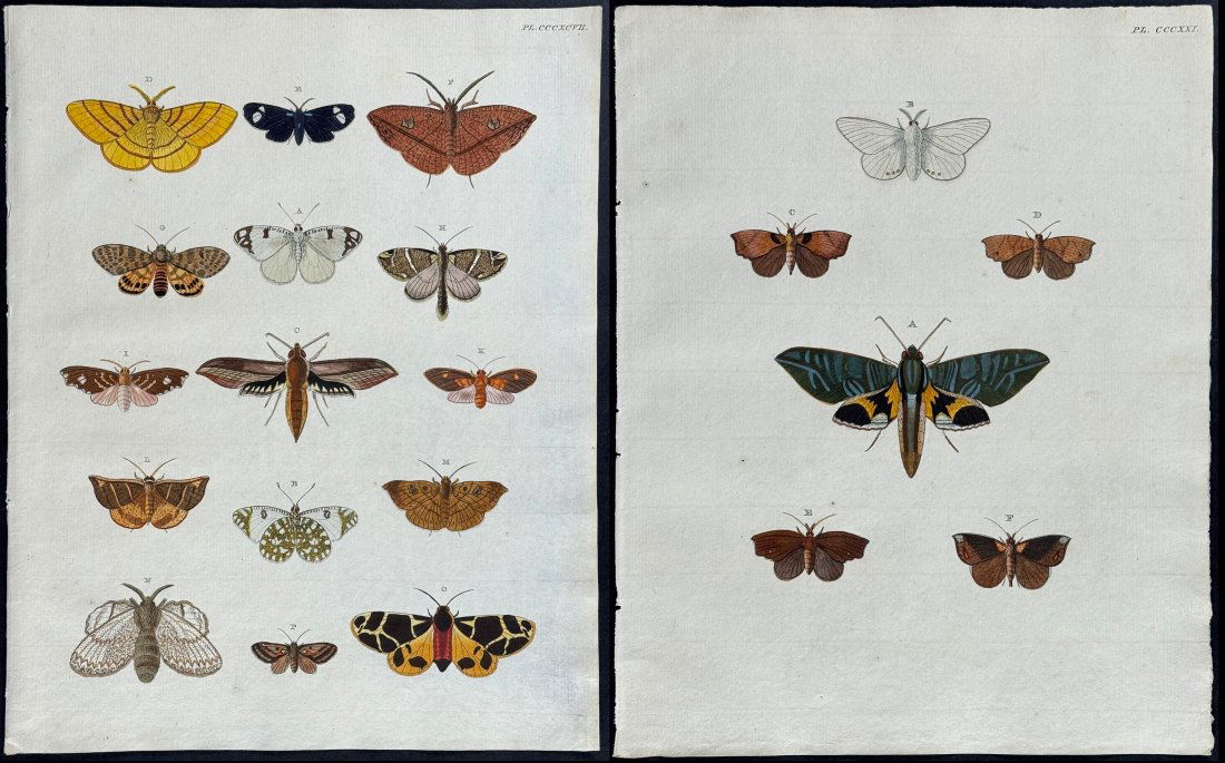 Cramer - 8 Butterfly & Moth Engravings (1 of 9)