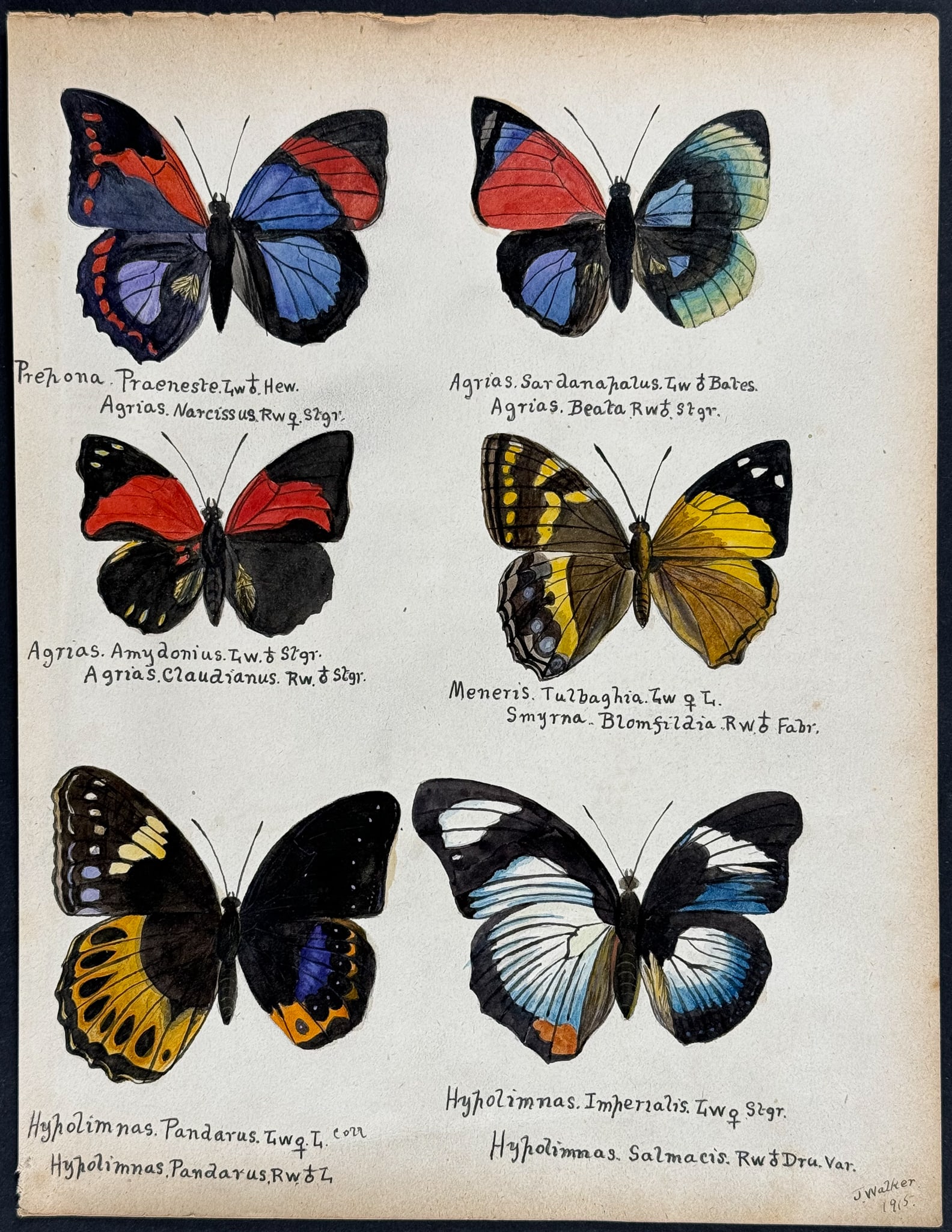 Walker - Original Watercolor of Butterflies or Moths (1 of 1)