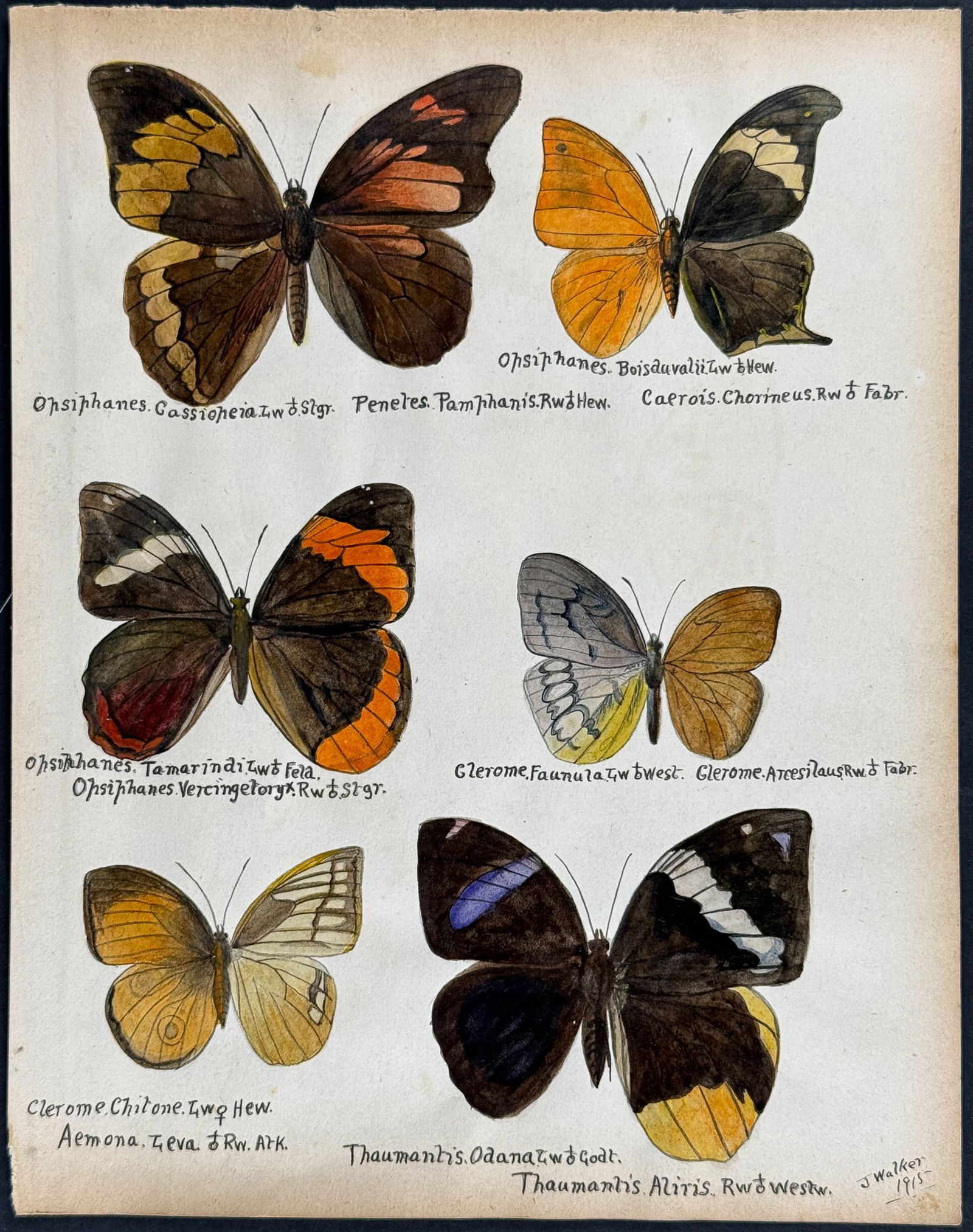 Walker - Original Watercolor of Butterflies or Moths (1 of 1)