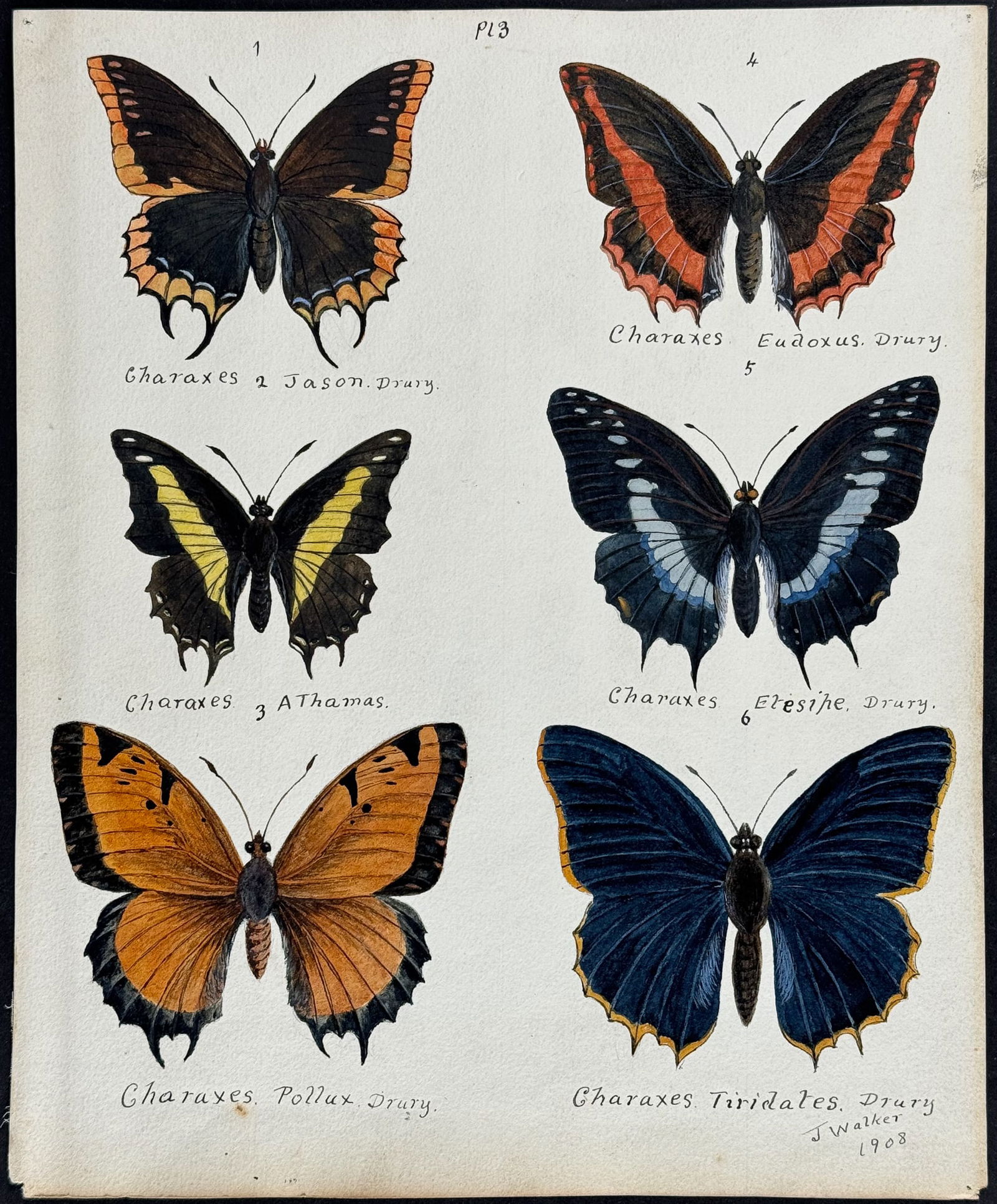 Walker - Original Watercolor of Butterflies or Moths: This rich original watercolor is of butterflies or moths. It's from a watercolor album done by James John Walker titled Exotic Butterflies Drawn and Coloured from ….Specimens in own collection. They