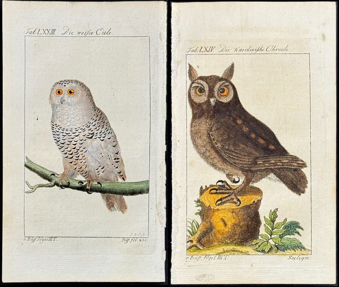 Buffon - 4 Owl Engravings (1 of 5)