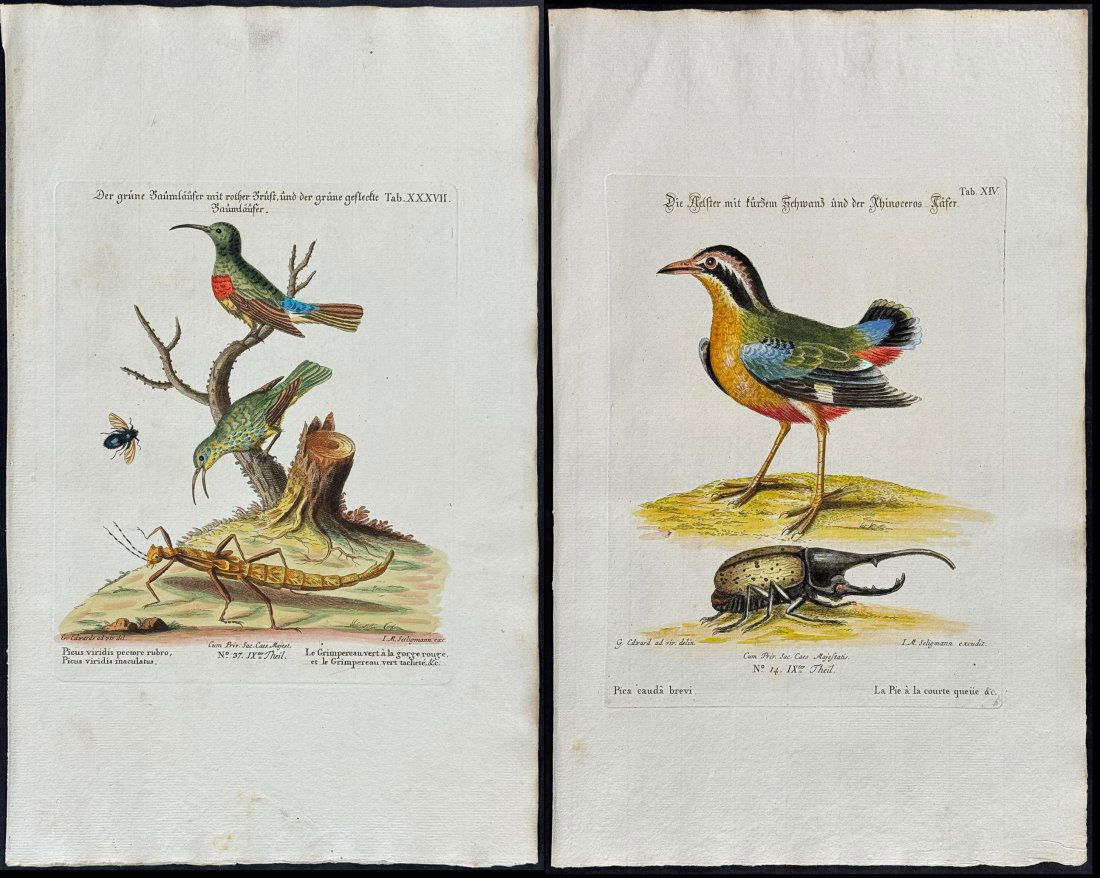 Edwards & Seligmann - Pair of Engravings: Bird & Beetle. 14 & Bird & Walking Stick. 37: Johann Seligmann created this wonderful folio work featuring the art of both George Edwards and Mark Catesby. Entitled Sammlung verschiedener auslandischer und seltener Vogel, the rare work features b