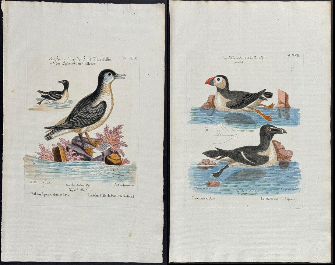 Edwards & Seligmann - Pair of Engravings: Puffin, Auk: Johann Seligmann created this wonderful folio work featuring the art of both George Edwards and Mark Catesby. Entitled Sammlung verschiedener auslandischer und seltener Vogel, the rare work features b