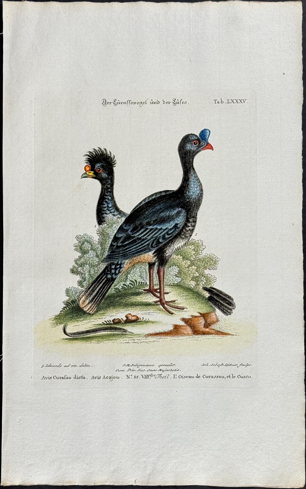 Edwards & Seligmann - Currasow. 85: Johann Seligmann created this wonderful folio work featuring the art of both George Edwards and Mark Catesby. Entitled Sammlung verschiedener auslandischer und seltener Vogel, the rare work features b