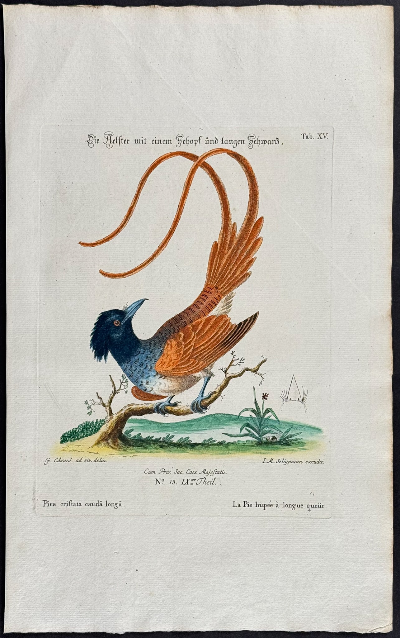 Edwards & Seligmann - Jay (Pica cristata cauda longa). 15: Johann Seligmann created this wonderful folio work featuring the art of both George Edwards and Mark Catesby. Entitled Sammlung verschiedener auslandischer und seltener Vogel, the rare work features b