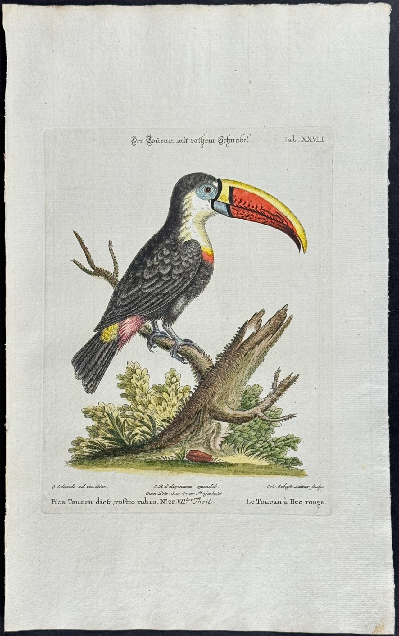 Edwards & Seligmann - Toucan. 28: Johann Seligmann created this wonderful folio work featuring the art of both George Edwards and Mark Catesby. Entitled Sammlung verschiedener auslandischer und seltener Vogel, the rare work features b