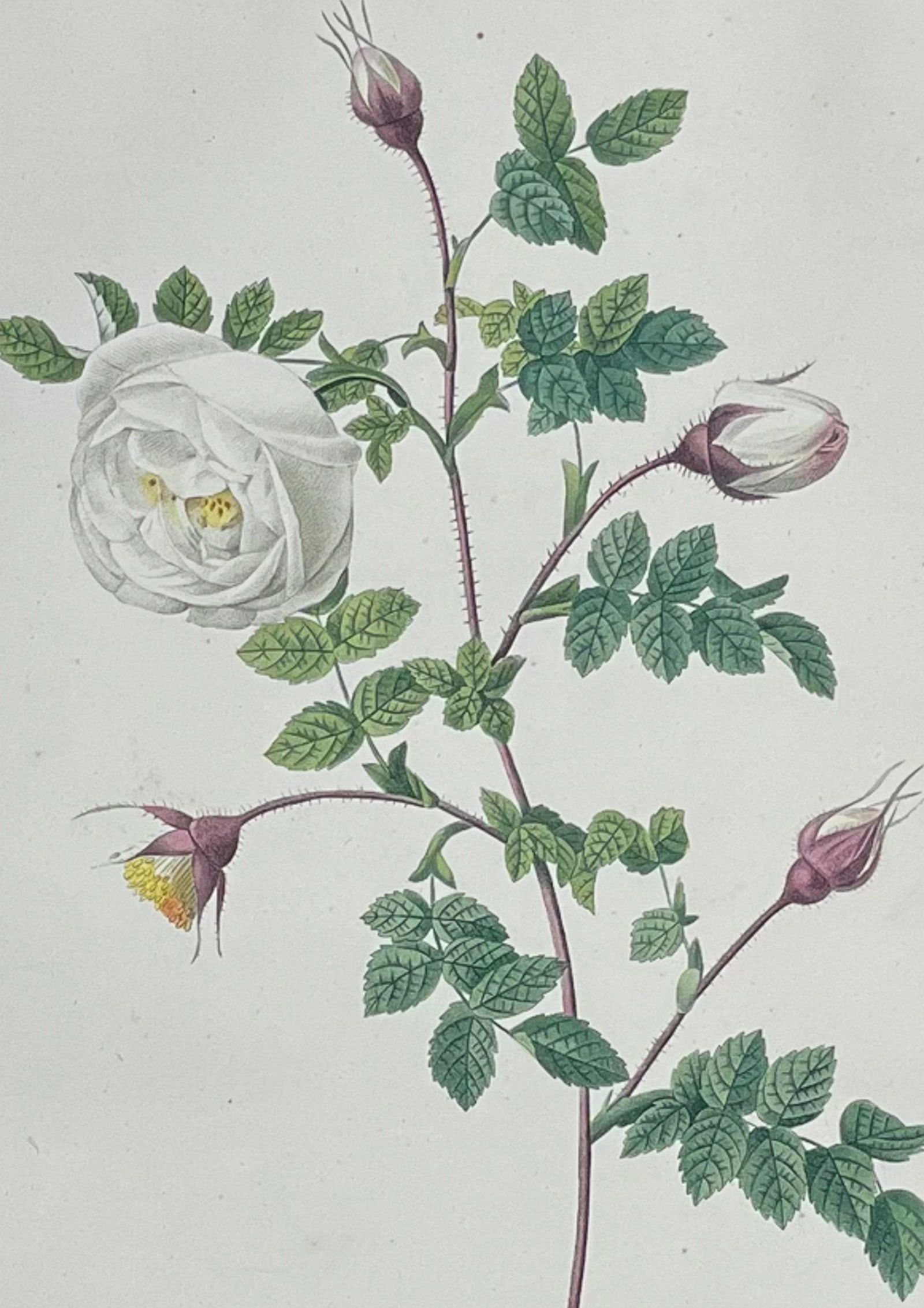 Redoute, Rare, Large Folio - Rose - Rosa hispida Argentea (1 of 2)