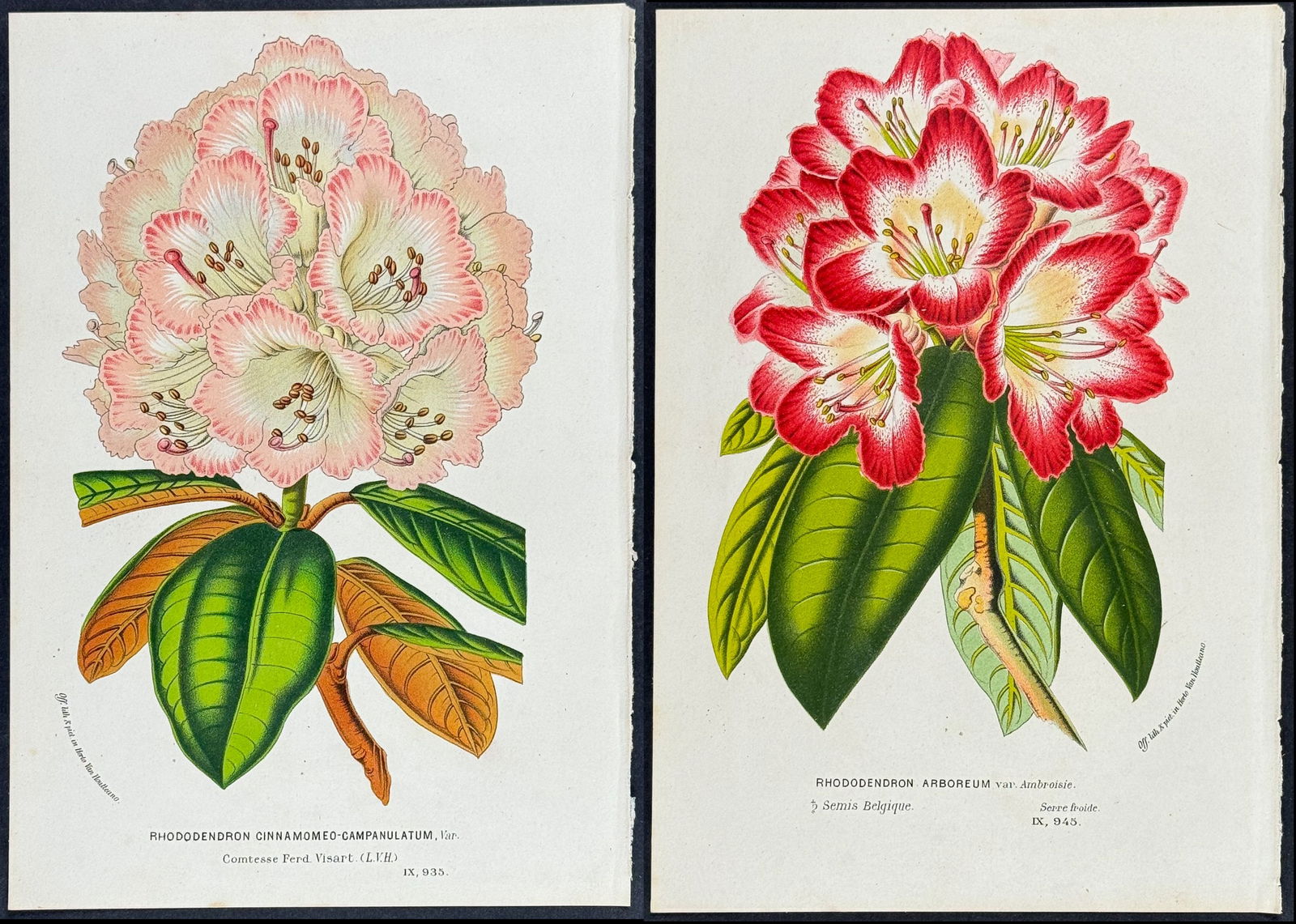 Van Houtte - 3 Rhododendron & Hydrangea Prints (1 of 4)