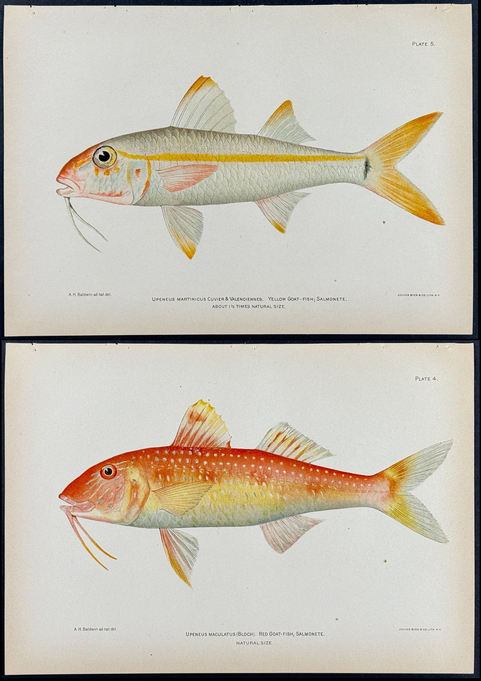 Bien - Pair of Goat-Fish Prints: This colorful fish chromolithograph is from Investigations of the Aquatic Resources and Fisheries of Porto Rico (Puerto Rico). The work was authored by Barton Warren Evermann & the United States Fish 