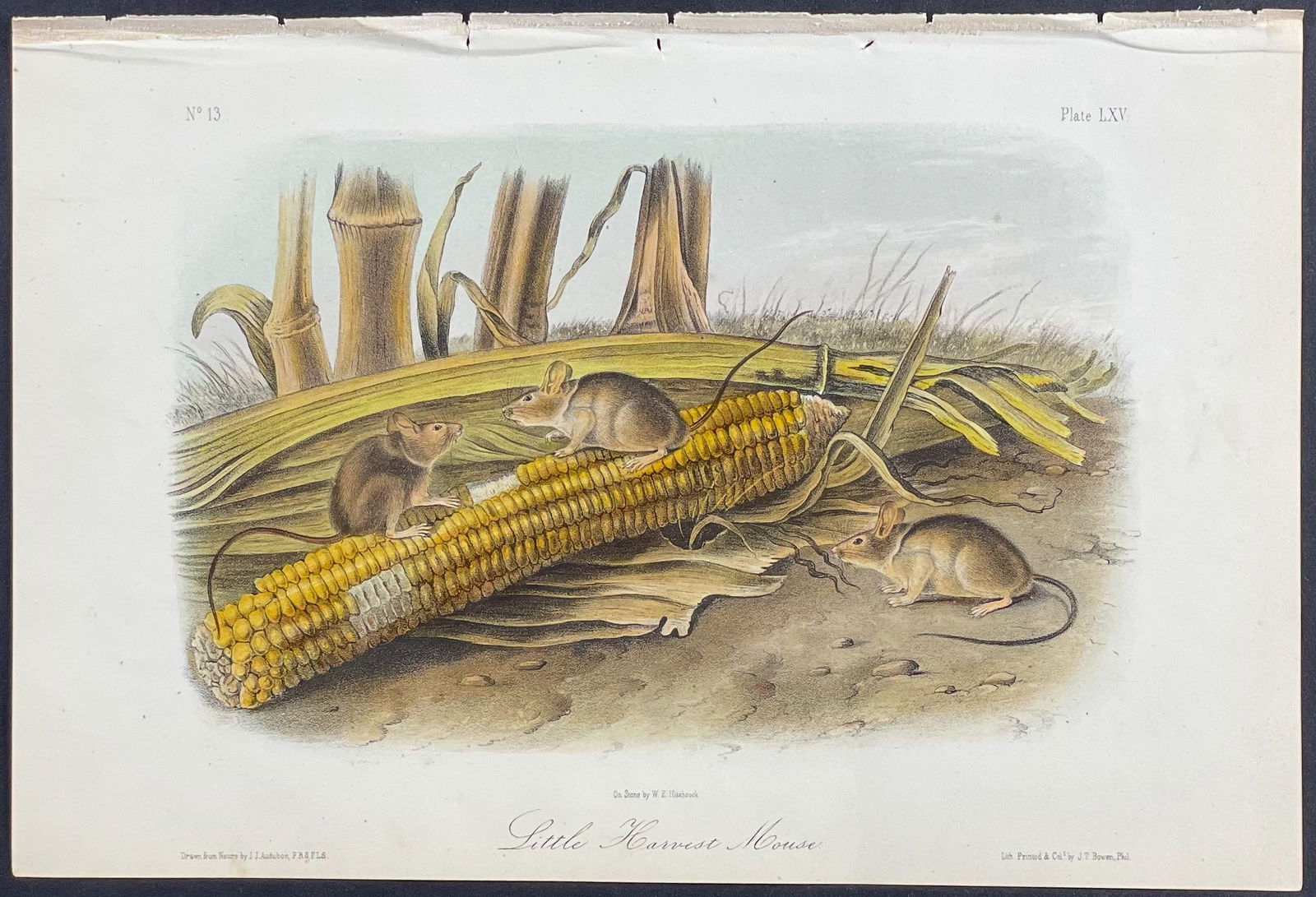 Audubon - Little Harvest Mouse. 65 (1 of 1)