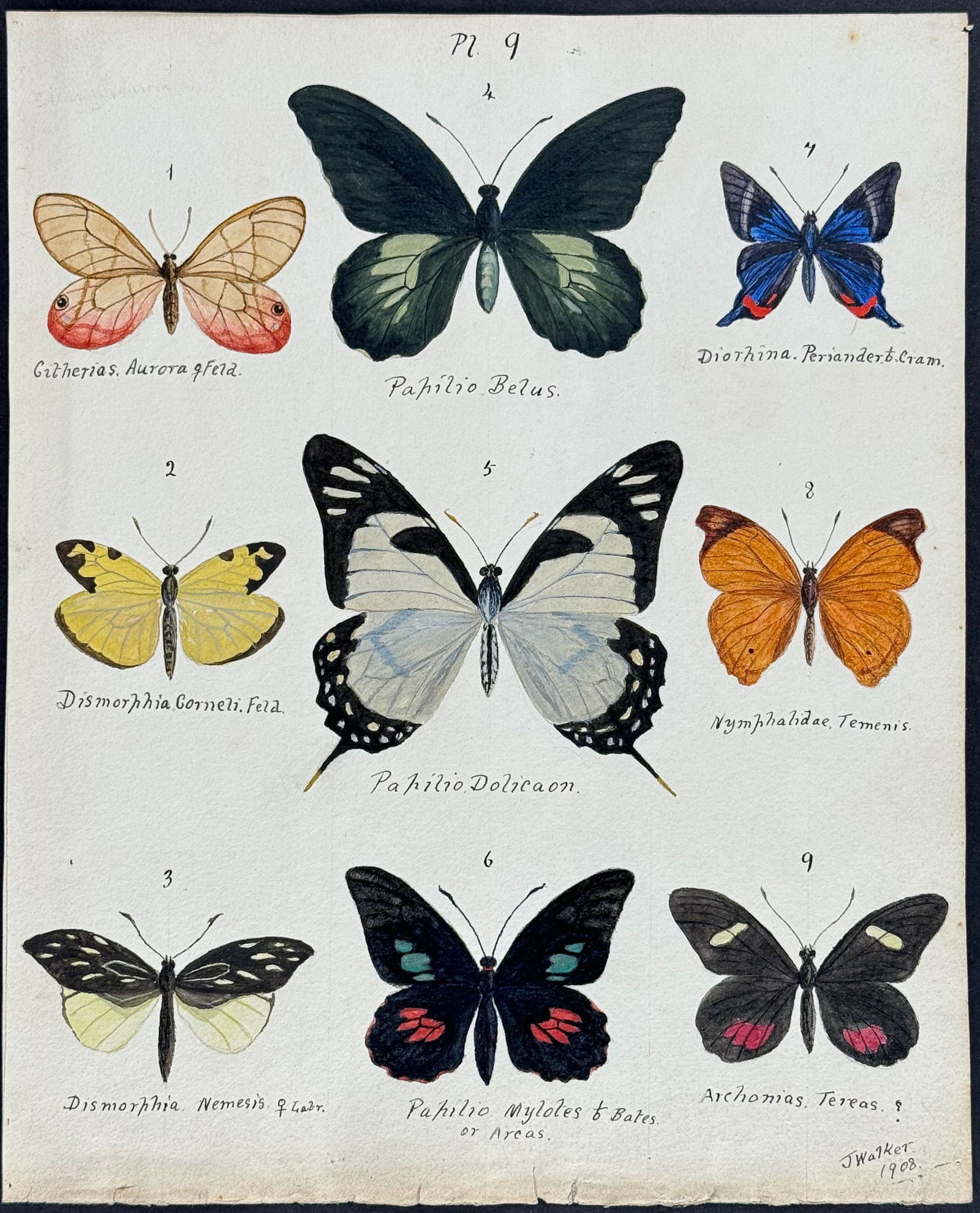 Walker - Original Watercolor of Butterflies or Moths: This rich original watercolor is of butterflies or moths. It's from a watercolor album done by James John Walker titled Exotic Butterflies Drawn and Coloured from ?.Specimens in own collection. They w