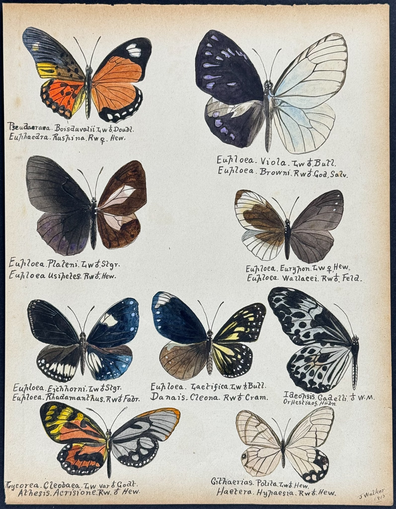 Walker - Original Watercolor of Butterflies or Moths (1 of 1)