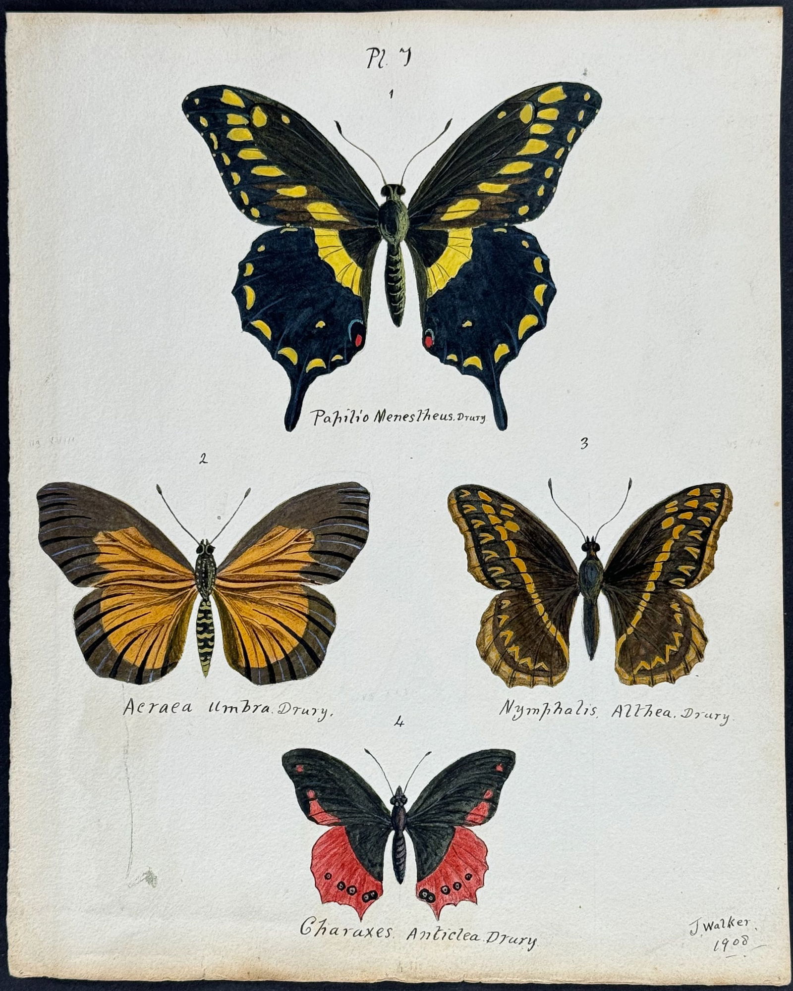Walker - Original Watercolor of Butterflies or Moths: This rich original watercolor is of butterflies or moths. It's from a watercolor album done by James John Walker titled Exotic Butterflies Drawn and Coloured from ?.Specimens in own collection. They w