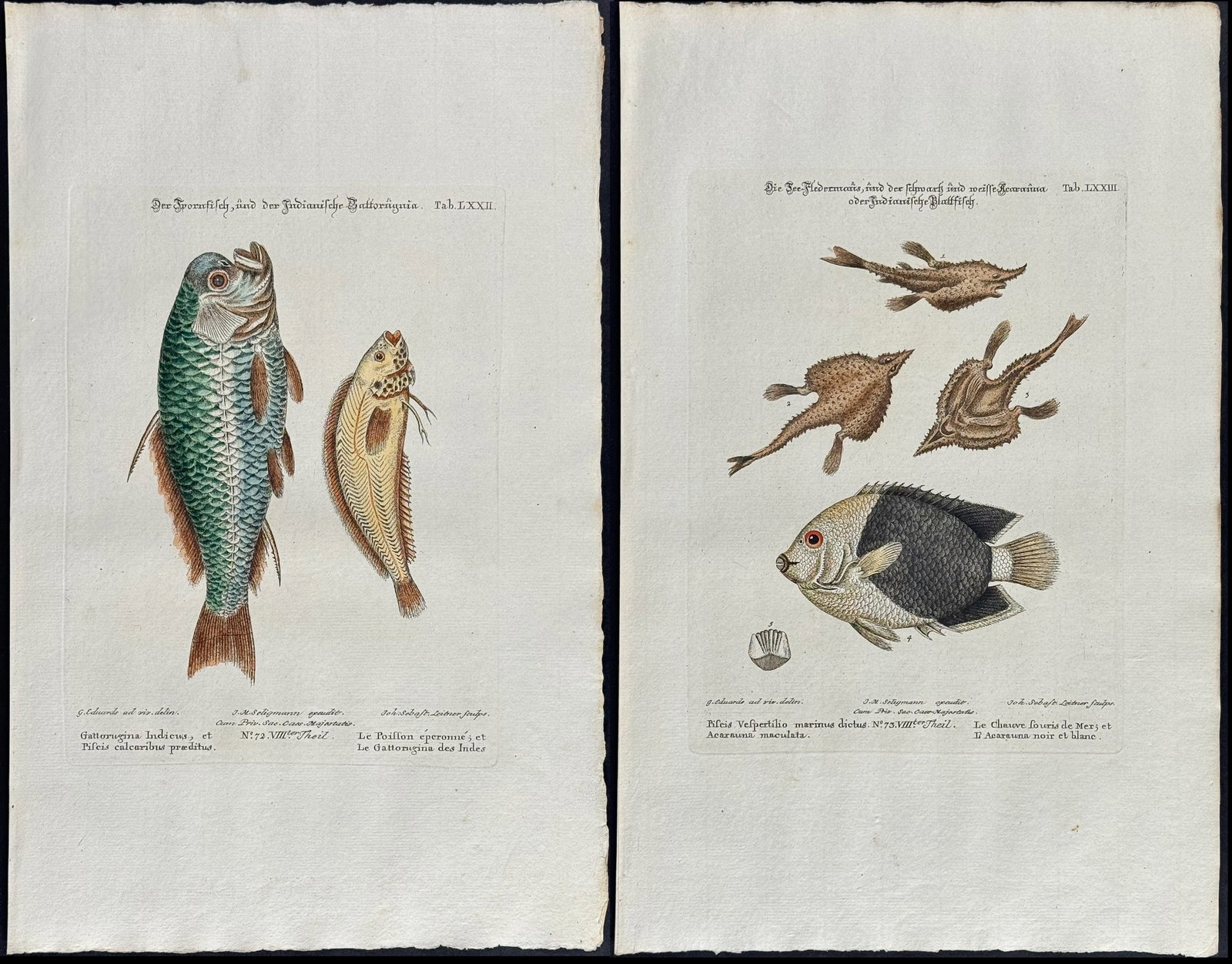 Edwards & Seligmann - 3 Fish Engravings: Johann Seligmann created this wonderful folio work featuring the art of both George Edwards and Mark Catesby. Entitled Sammlung verschiedener auslandischer und seltener Vogel, the rare work features b