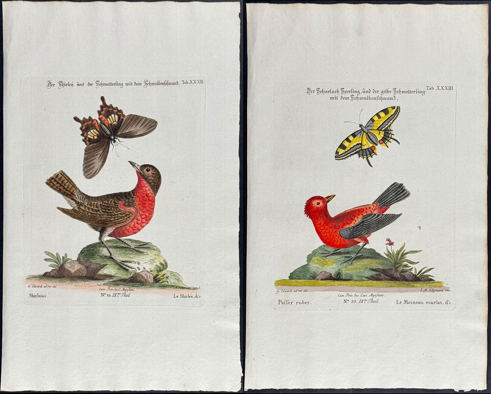 Edwards & Seligmann - Pair of Bird & Butterfly Engravings: Johann Seligmann created this wonderful folio work featuring the art of both George Edwards and Mark Catesby. Entitled Sammlung verschiedener auslandischer und seltener Vogel, the rare work features b