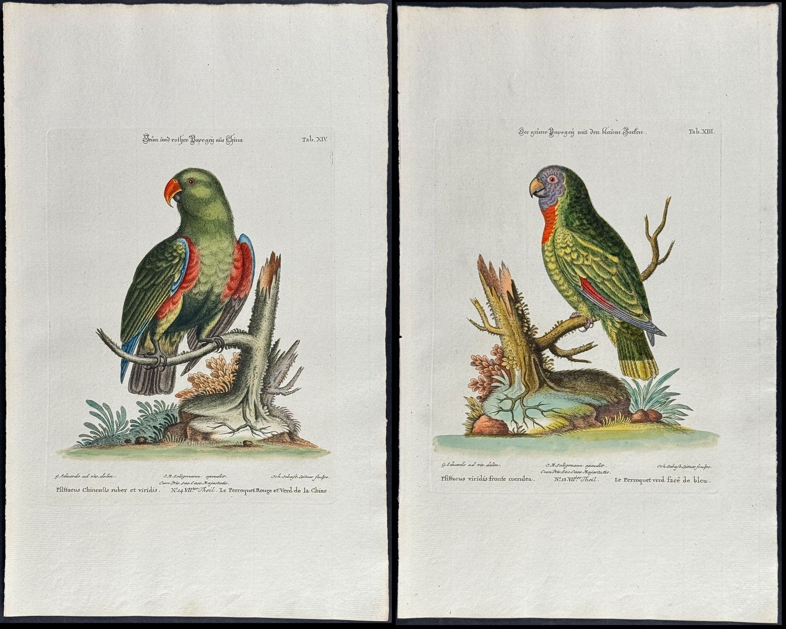 Edwards & Seligmann - Pair of Parrot Engravings: Johann Seligmann created this wonderful folio work featuring the art of both George Edwards and Mark Catesby. Entitled Sammlung verschiedener auslandischer und seltener Vogel, the rare work features b