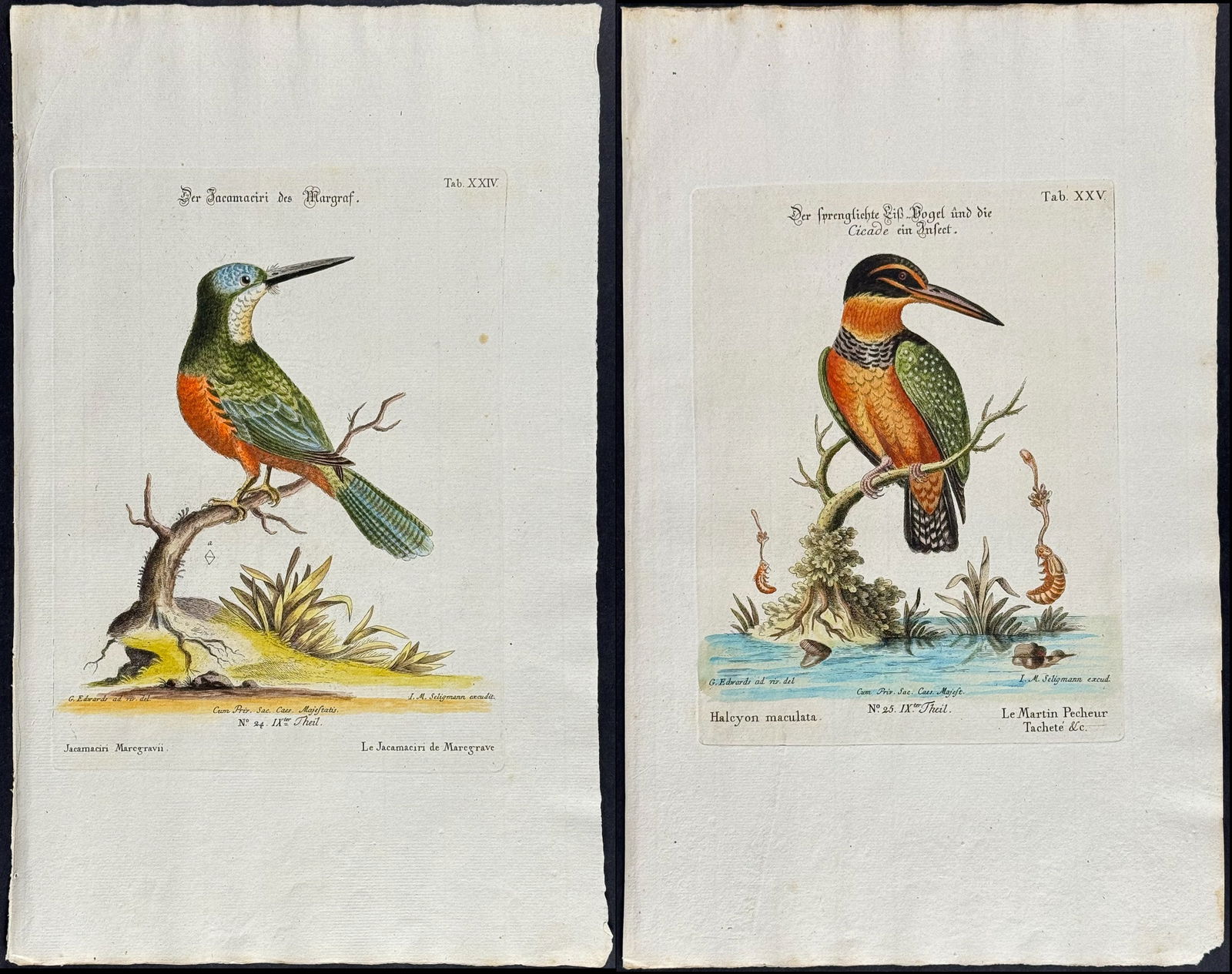 Edwards & Seligmann - Pair of Kingfisher Engravings: Johann Seligmann created this wonderful folio work featuring the art of both George Edwards and Mark Catesby. Entitled Sammlung verschiedener auslandischer und seltener Vogel, the rare work features b