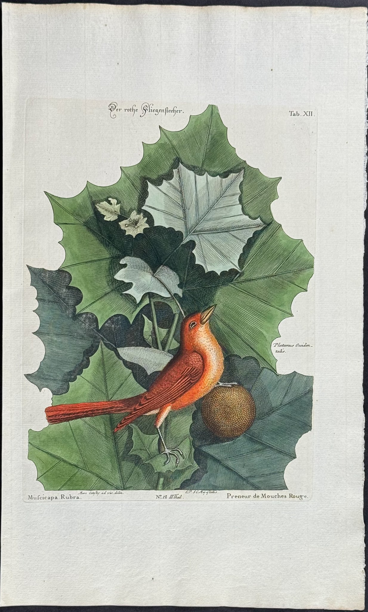Catesby & Seligmann - Summer Red-Bird. 12: Johann Seligmann created this wonderful folio work featuring the art of both George Edwards and Mark Catesby. Entitled Sammlung verschiedener auslandischer und seltener Vogel, the rare work features b