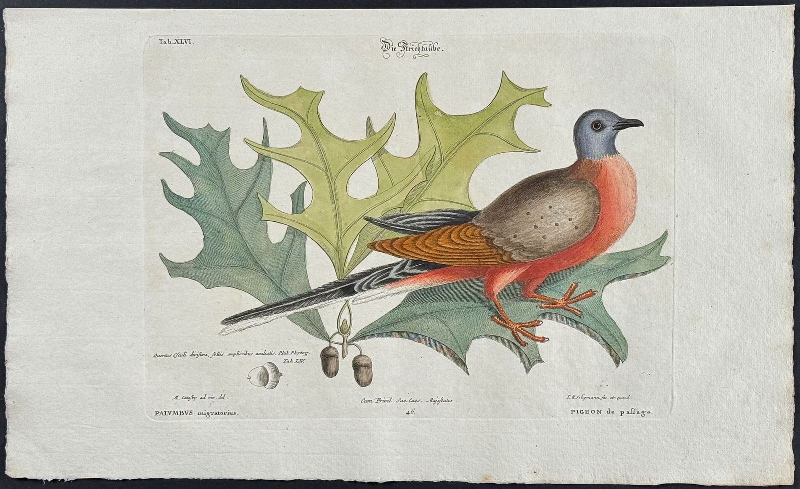 Catesby & Seligmann - Passenger Pigeon - Pigeon of Passage. 46: Johann Seligmann created this wonderful folio work featuring the art of both George Edwards and Mark Catesby. Entitled Sammlung verschiedener auslandischer und seltener Vogel, the rare work features b