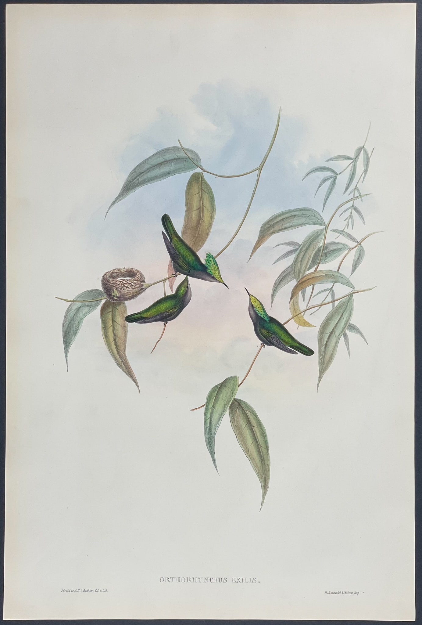 Gould - Gilt-Crest Hummingbird: This remarkable ornithology lithograph with hand-finished color is from the esteemed John Gould?s Monograph of the Trochilidae, or Family of Hummingbirds published in London between 1849 and 1887. Fam