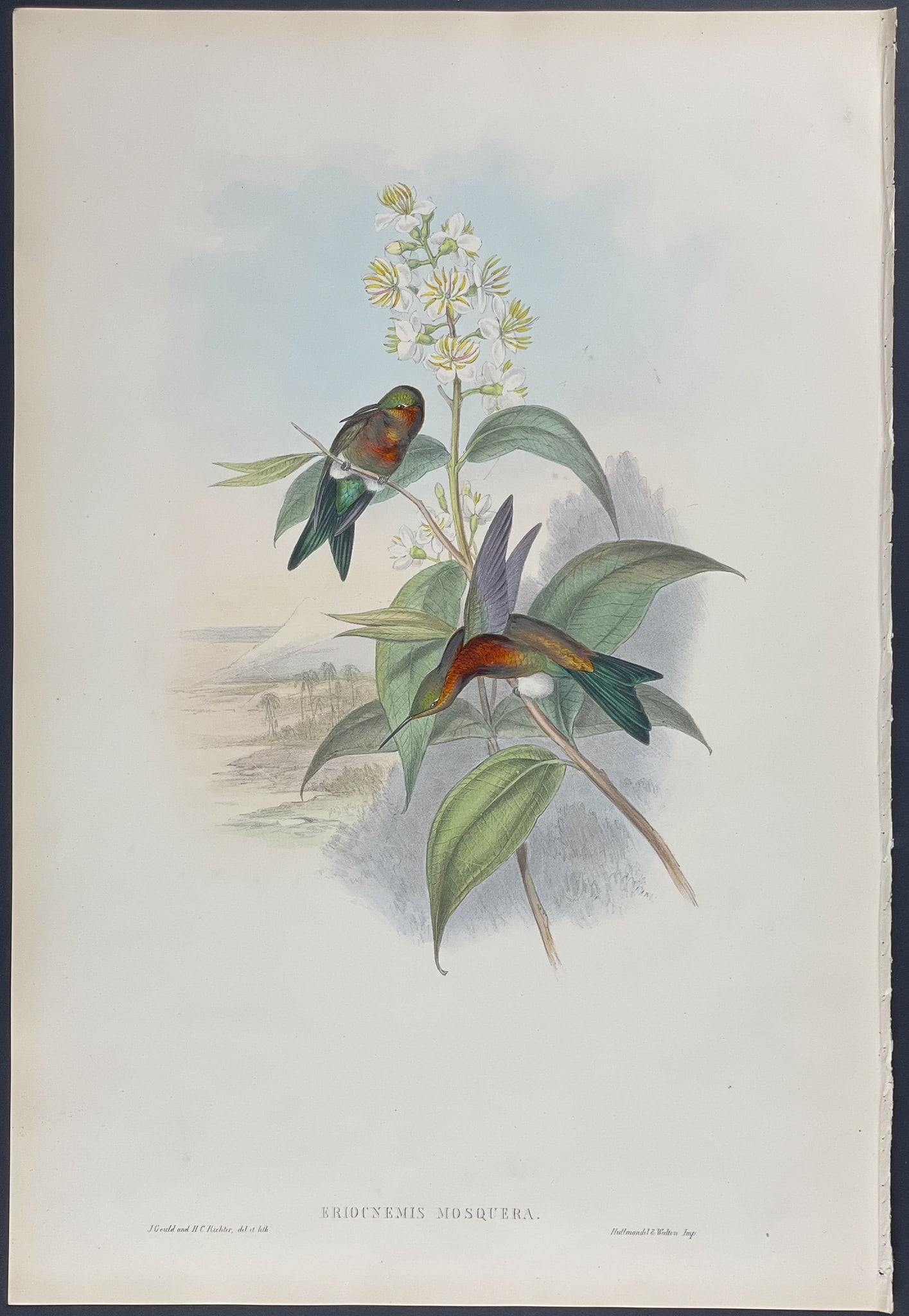 Gould - Mosquera's Puff-leg Hummingbird: This remarkable ornithology lithograph with hand-finished color is from the esteemed John Gould?s Monograph of the Trochilidae, or Family of Hummingbirds published in London between 1849 and 1887. Fam