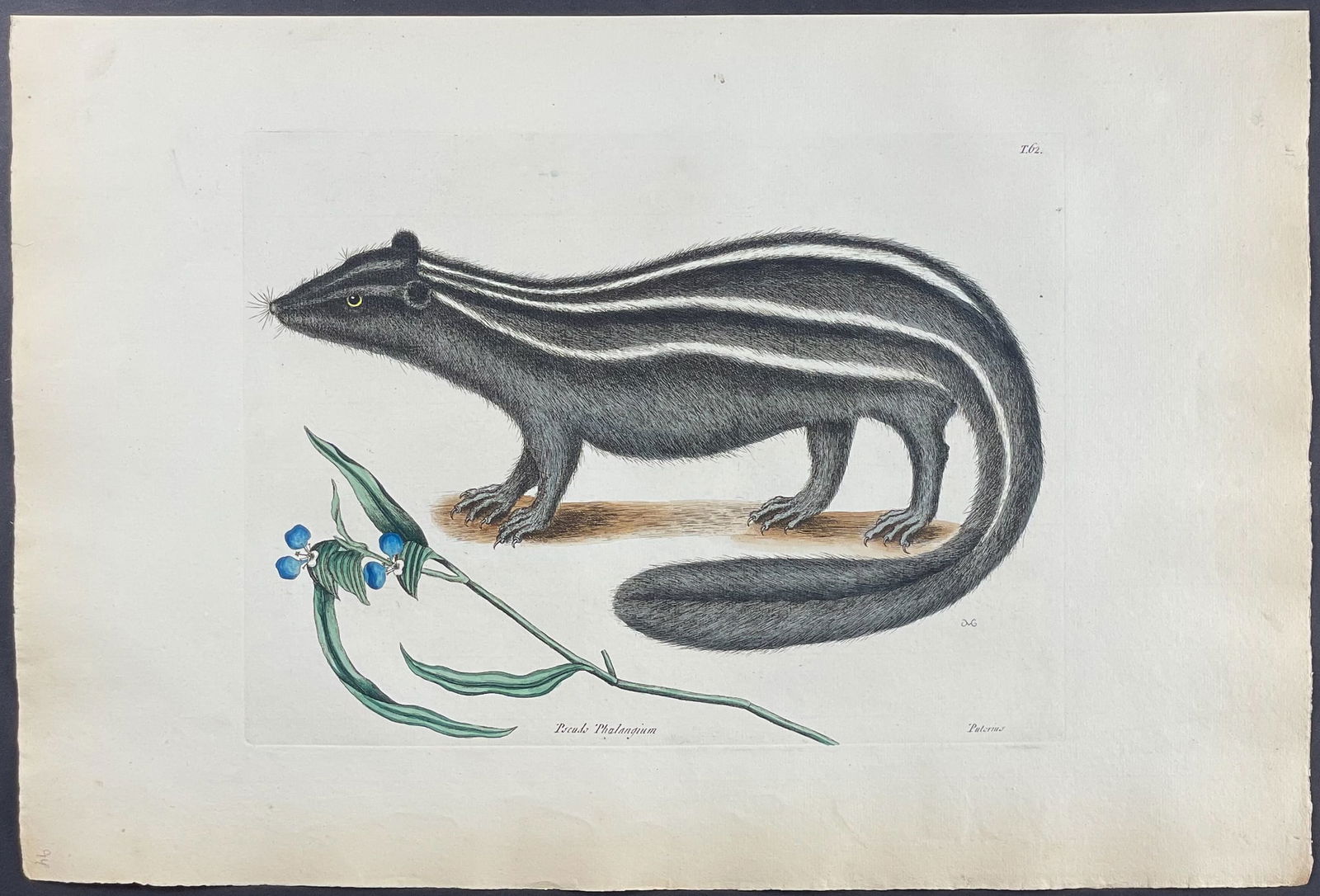 Catesby, Folio - Pole Cat (Striped Skunk) with Day Flower. 2-62: We are pleased to offer this remarkable, originally hand-colored engraving from Mark Catesby?s The Natural History of Carolina, Florida and the Bahama Islands: Containing the Figures of Birds, Beasts,