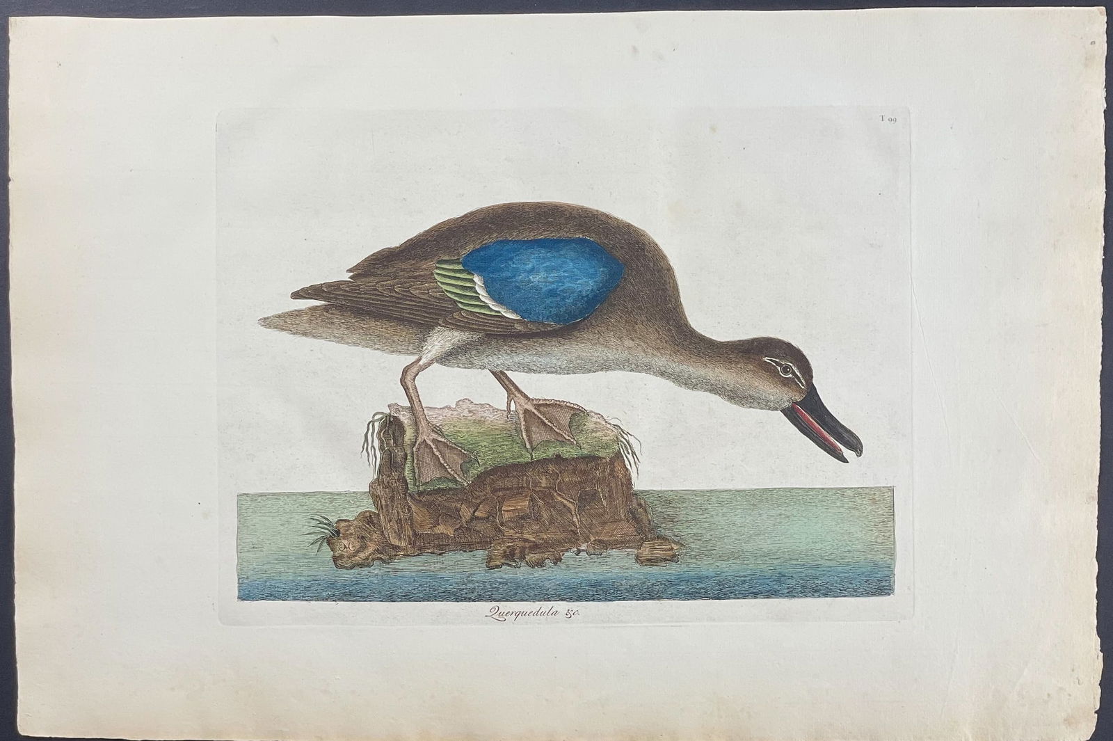 Catesby, Folio - Blue Winged Teal. 1-99: We are pleased to offer this remarkable, originally hand-colored engraving from Mark Catesby?s The Natural History of Carolina, Florida and the Bahama Islands: Containing the Figures of Birds, Beasts,