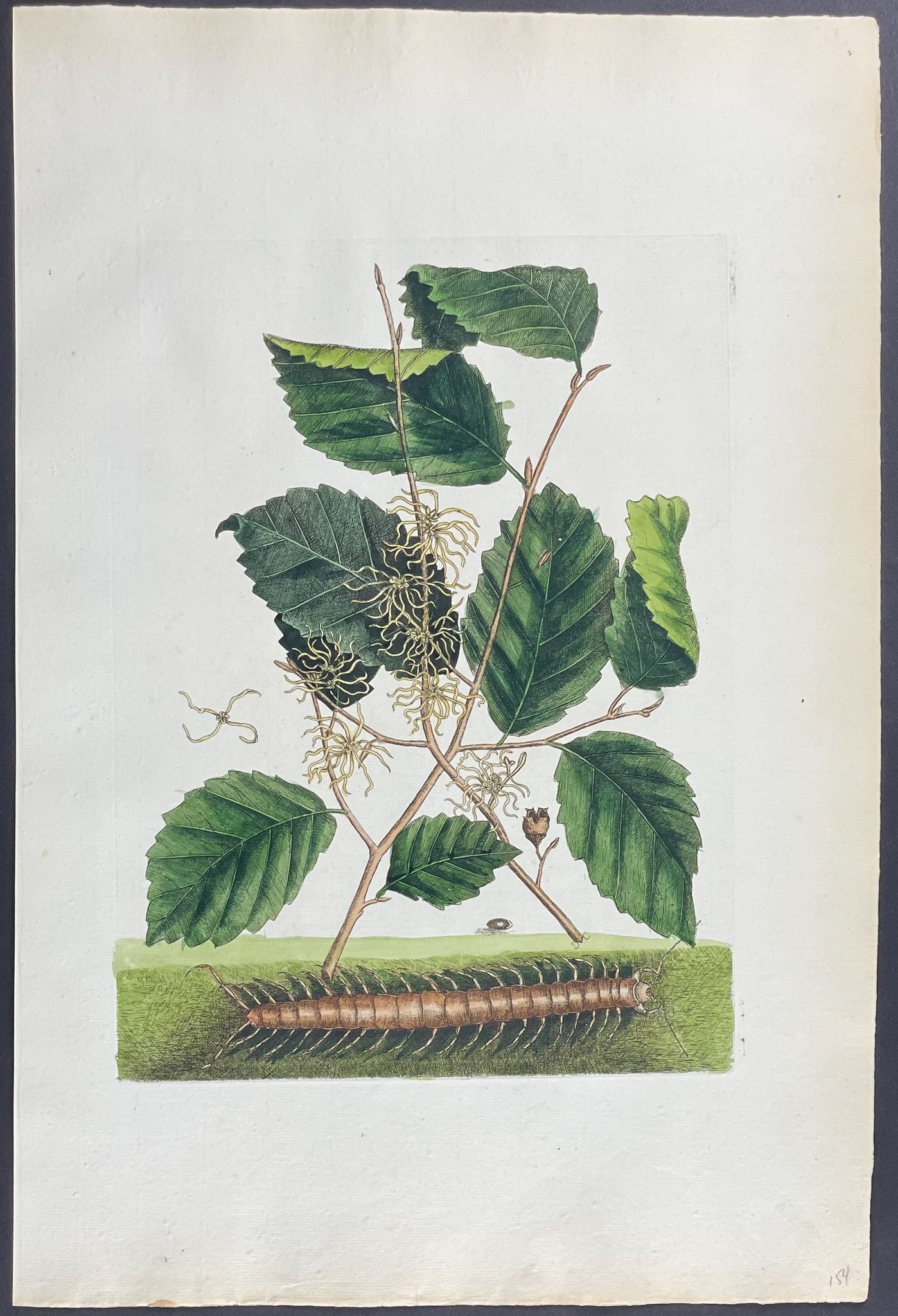 Catesby, Folio - Centipede with Witch Hazel. Sup-2: We are pleased to offer this remarkable, originally hand-colored engraving from Mark Catesby?s The Natural History of Carolina, Florida and the Bahama Islands: Containing the Figures of Birds, Beasts,