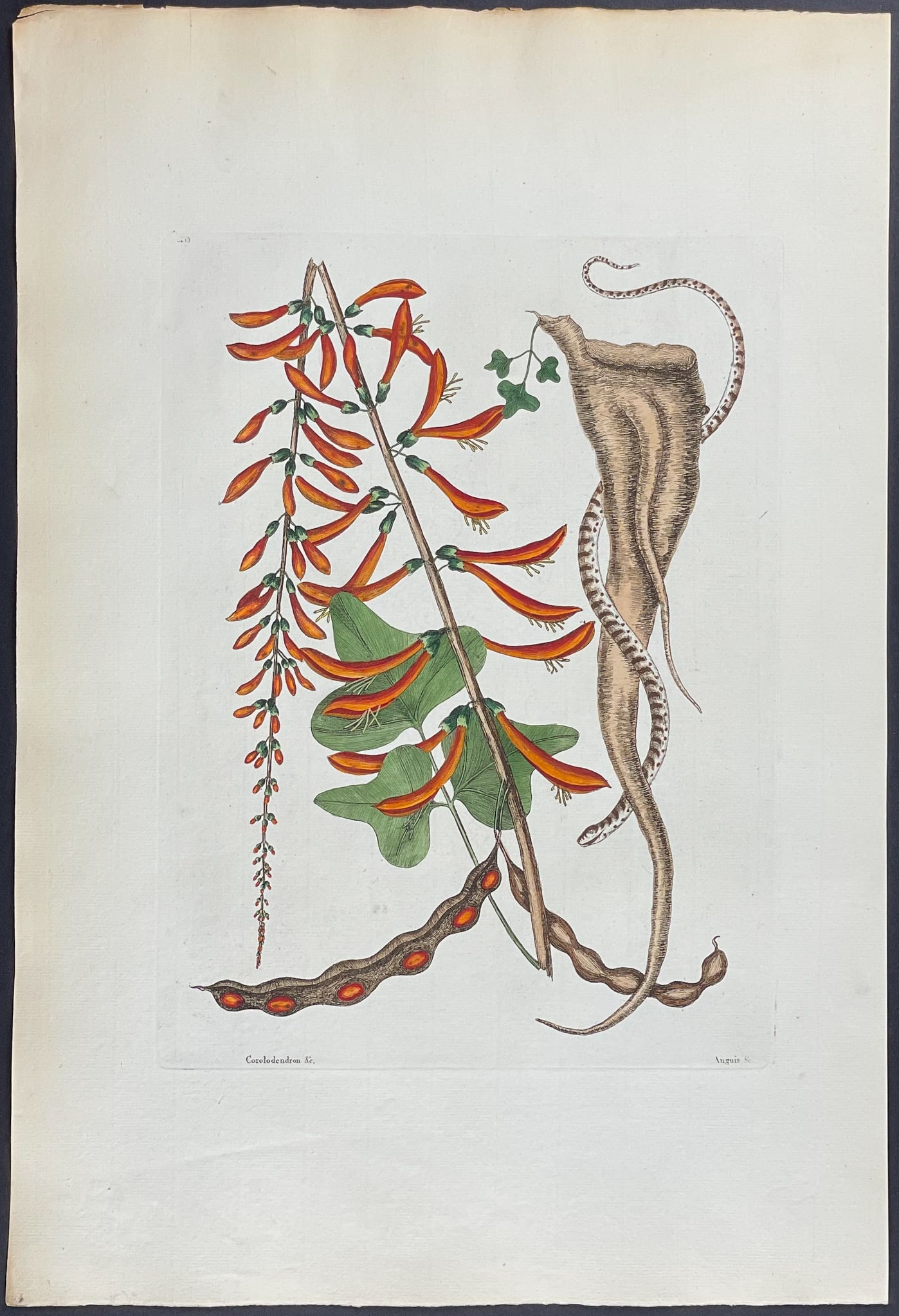 Catesby, Folio - Little Brown Bead Snake with Coral Bush. 2-49: We are pleased to offer this remarkable, originally hand-colored engraving from Mark Catesby?s The Natural History of Carolina, Florida and the Bahama Islands: Containing the Figures of Birds, Beasts,