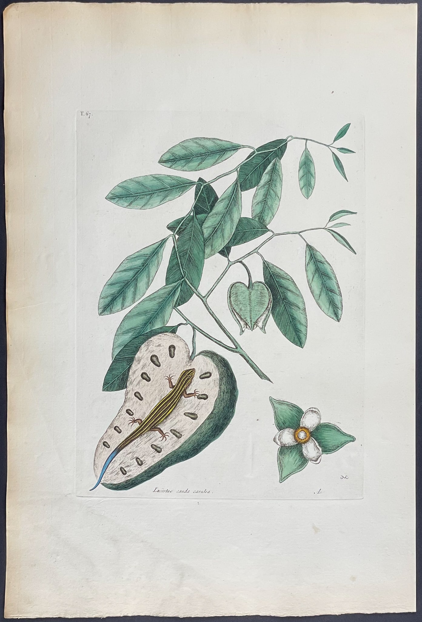 Catesby, Folio - Blue-Tailed Lizard with Cherimoya. 2-67: We are pleased to offer this remarkable, originally hand-colored engraving from Mark Catesby?s The Natural History of Carolina, Florida and the Bahama Islands: Containing the Figures of Birds, Beasts,