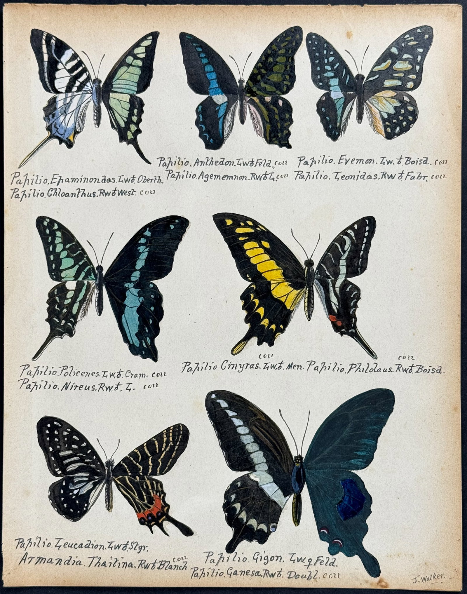 Walker - Original Watercolor of Butterflies or Moths: This rich original watercolor is of butterflies or moths. It's from a watercolor album done by James John Walker titled Exotic Butterflies Drawn and Coloured from ….Specimens in own collection. They