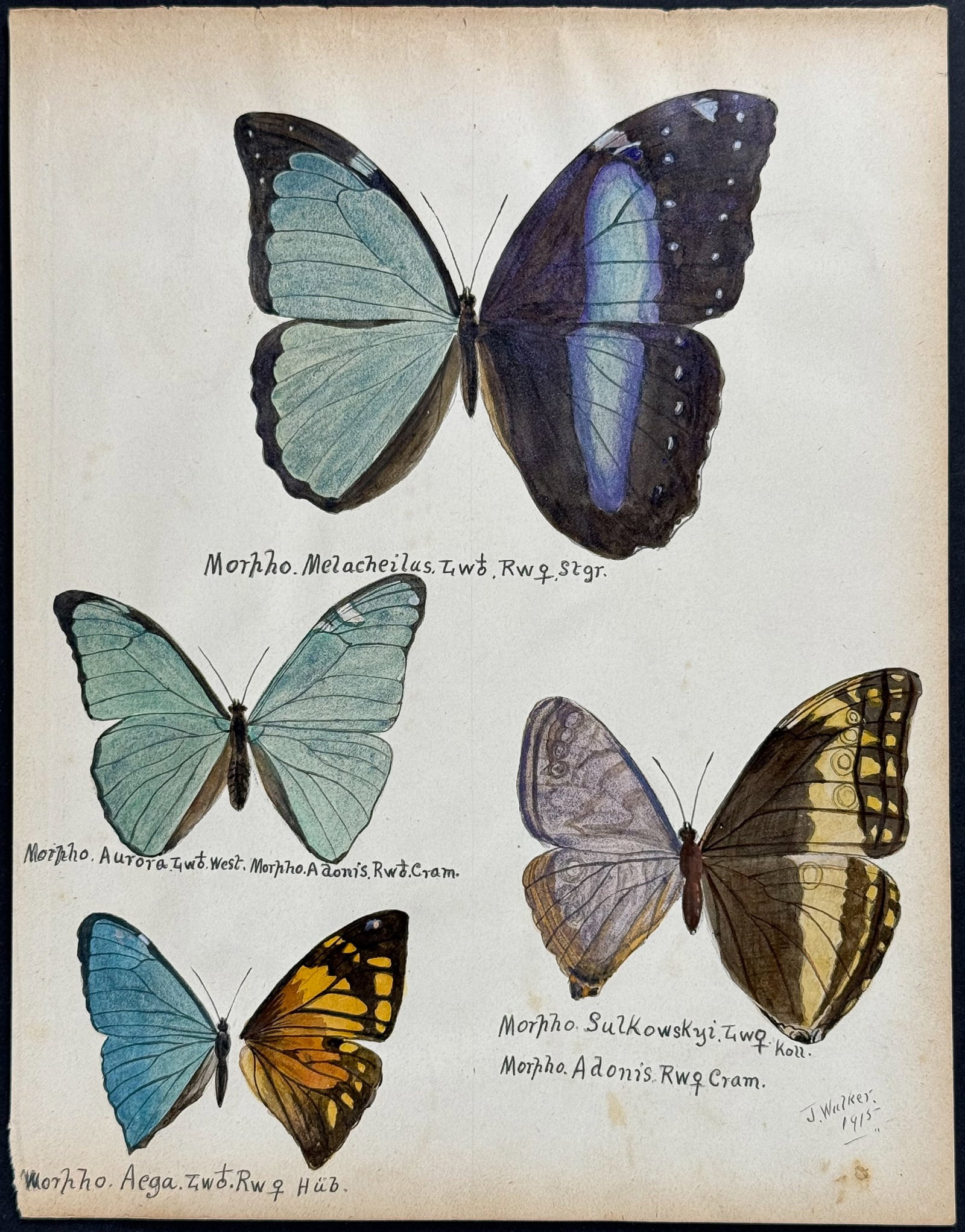 Walker - Original Watercolor of Butterflies or Moths: This rich original watercolor is of butterflies or moths. It's from a watercolor album done by James John Walker titled Exotic Butterflies Drawn and Coloured from ….Specimens in own collection. They