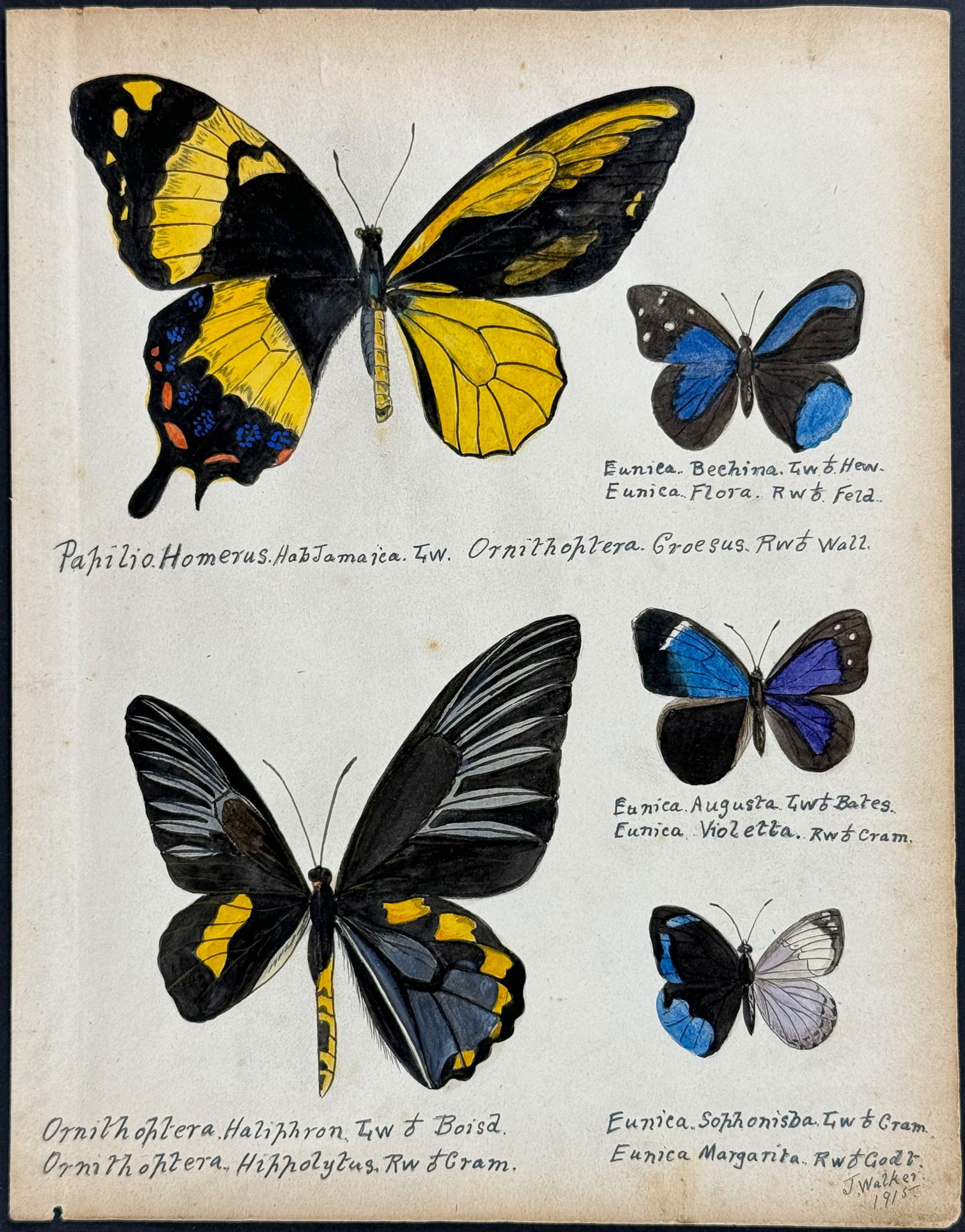 Walker - Original Watercolor of Butterflies or Moths: This rich original watercolor is of butterflies or moths. It's from a watercolor album done by James John Walker titled Exotic Butterflies Drawn and Coloured from ….Specimens in own collection. They