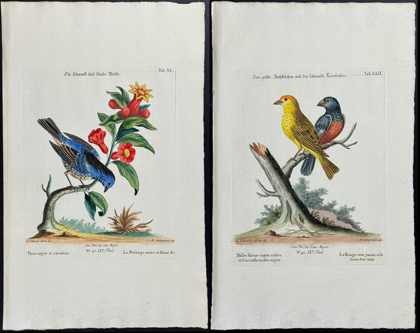 Edwards & Seligmann - 4 Bird Engravings: Johann Seligmann created this wonderful folio work featuring the art of both George Edwards and Mark Catesby. Entitled Sammlung verschiedener auslandischer und seltener Vogel, the rare work features b