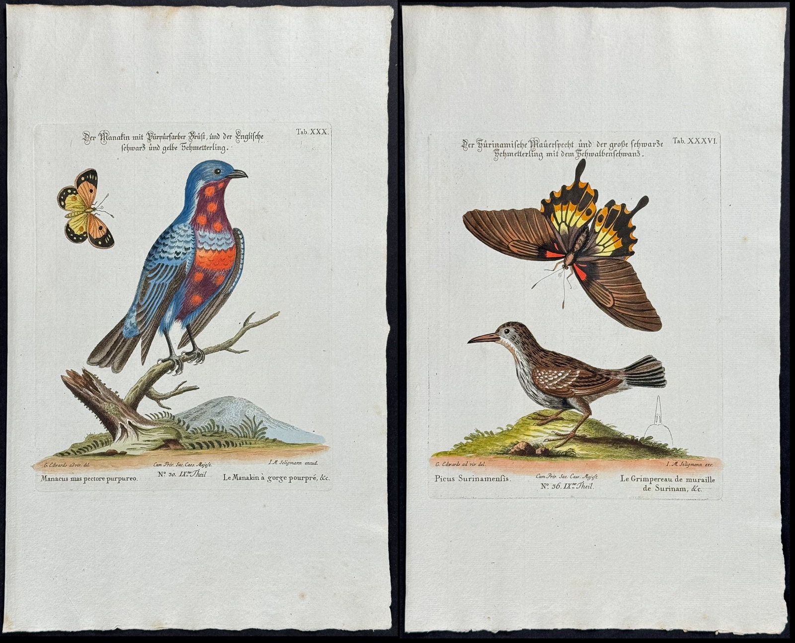 Edwards & Seligmann - Pair of Bird & Butterfly Engravings: Johann Seligmann created this wonderful folio work featuring the art of both George Edwards and Mark Catesby. Entitled Sammlung verschiedener auslandischer und seltener Vogel, the rare work features b