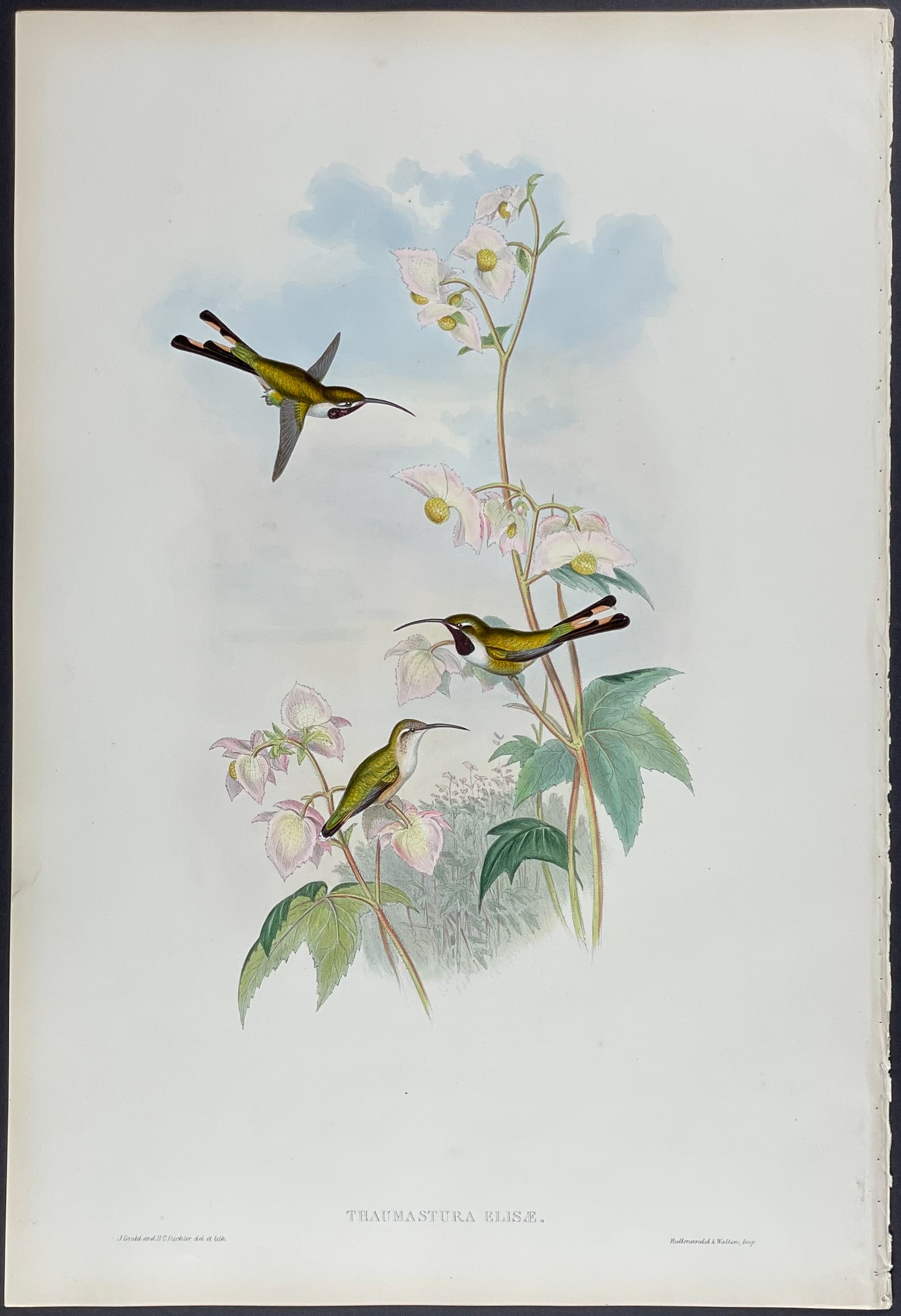 Gould - Mexican Shear-tail Hummingbird (1 of 1)