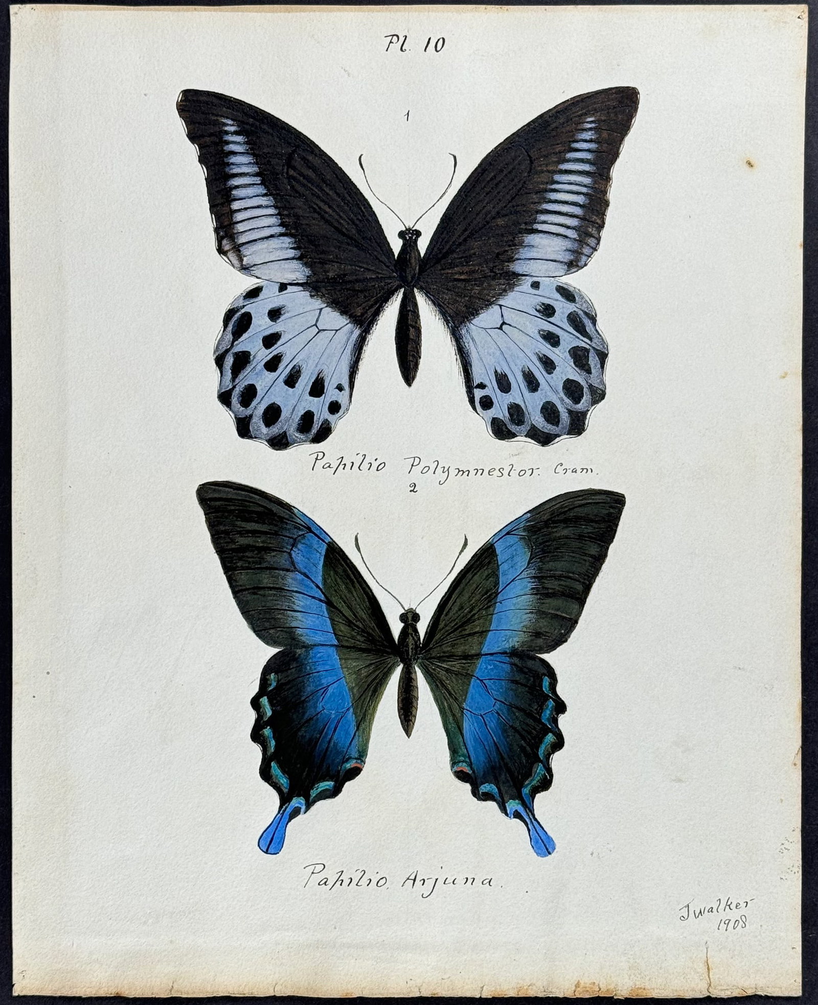 Walker - Original Watercolor of Butterflies or Moths (1 of 1)