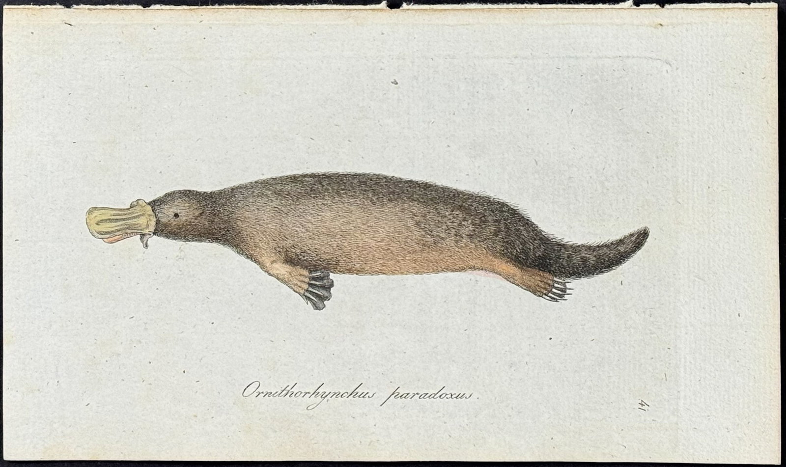 Blumenbach - Platypus. 41 (1 of 1)