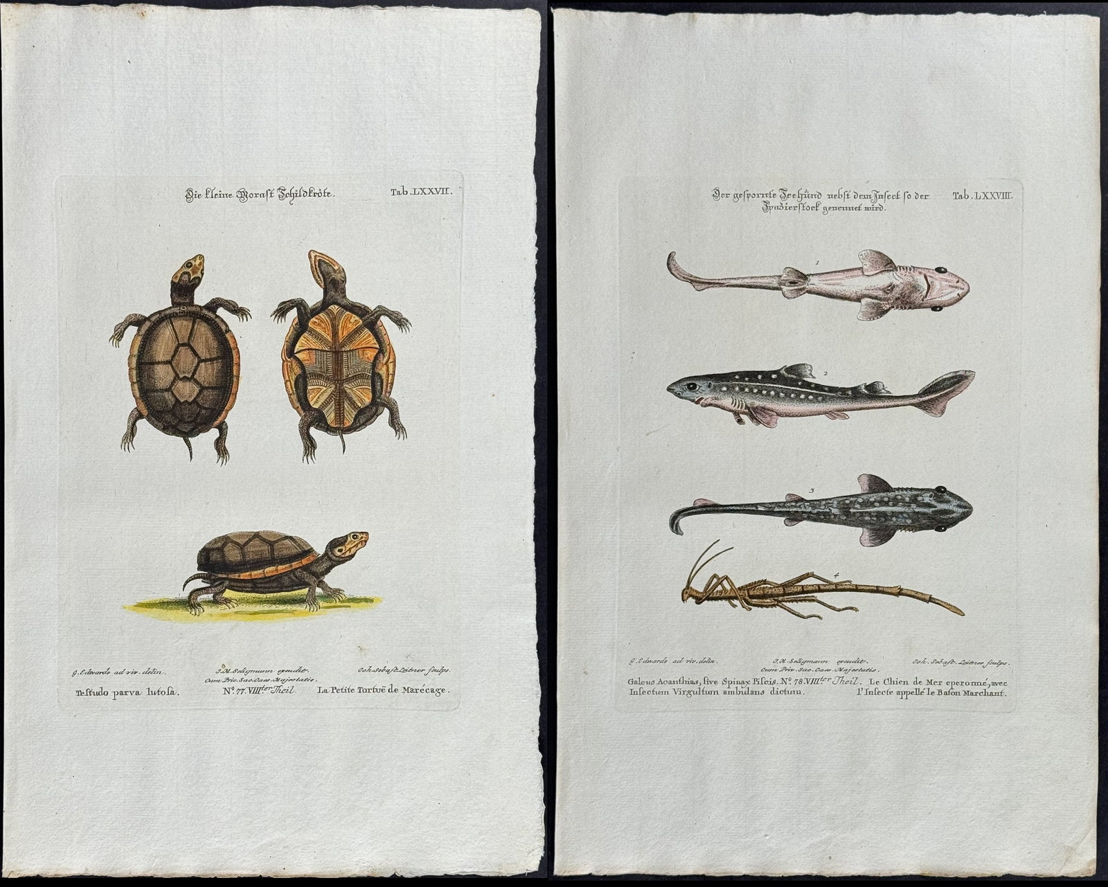 Edwards & Seligmann - 3 Fish & Turtle Engravings: Johann Seligmann created this wonderful folio work featuring the art of both George Edwards and Mark Catesby. Entitled Sammlung verschiedener auslandischer und seltener Vogel, the rare work features b