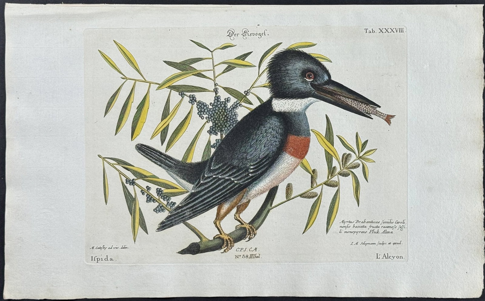 Catesby & Seligmann - Kingsfisher - King's-Fisher. 38: Johann Seligmann created this wonderful folio work featuring the art of both George Edwards and Mark Catesby. Entitled Sammlung verschiedener auslandischer und seltener Vogel, the rare work features b