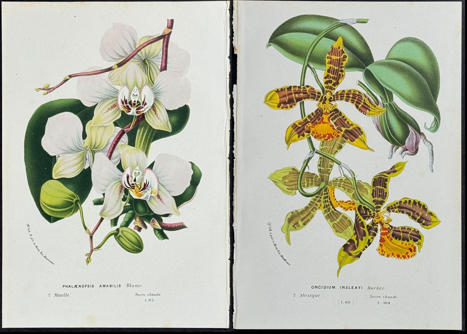 Van Houtte - 9 Orchid Prints (1 of 10)