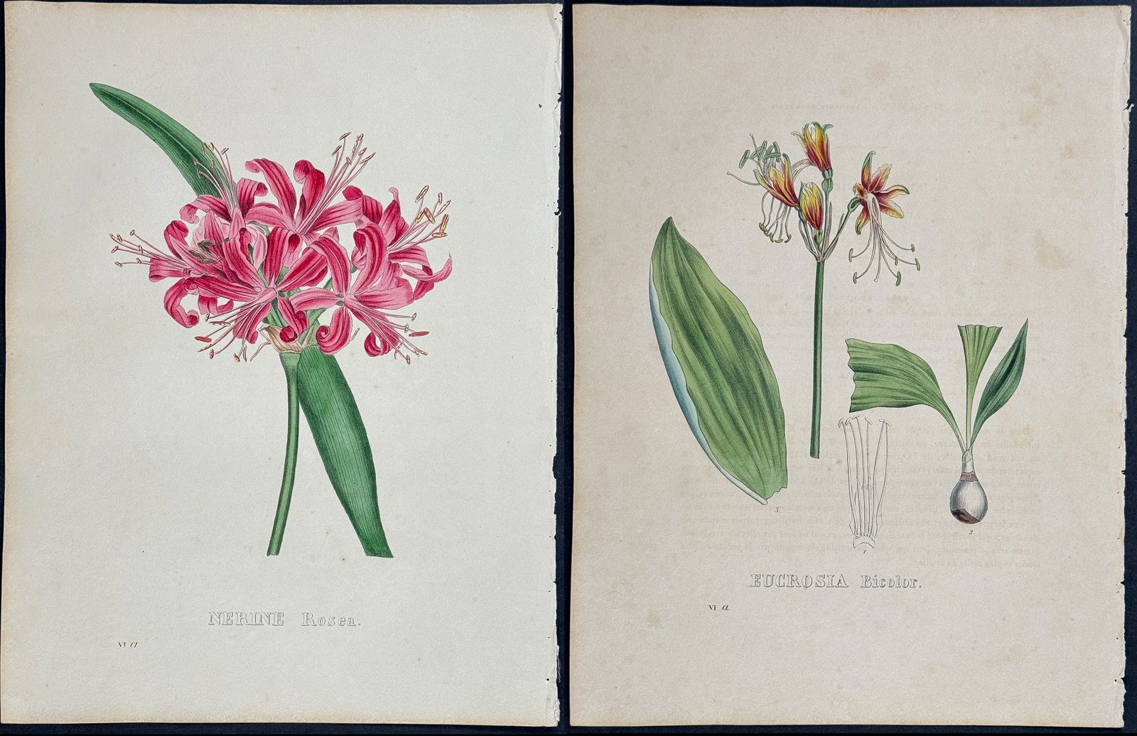 Geel - Pair of Botanical Lithographs (1 of 3)