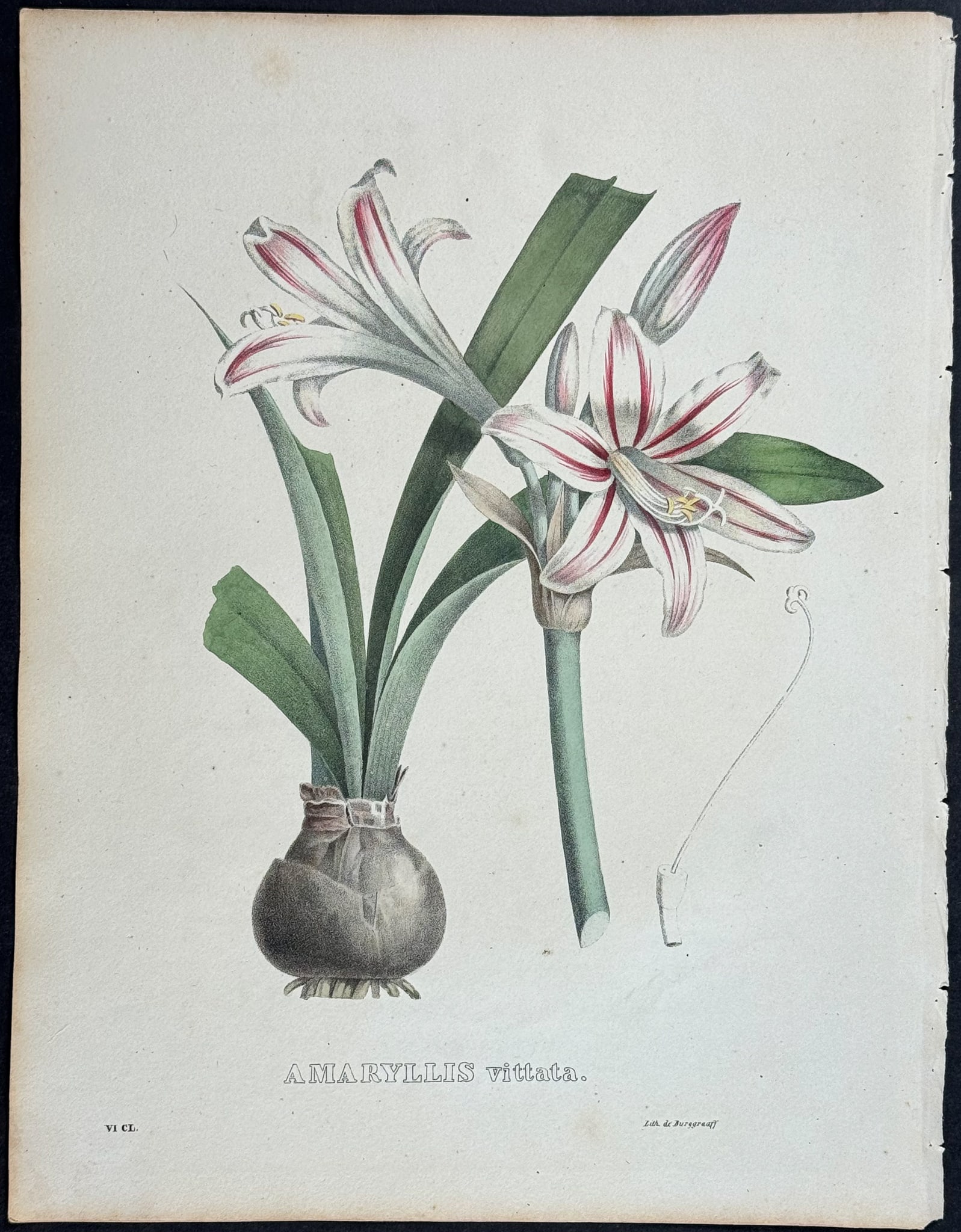 Geel - Amaryllis (1 of 1)