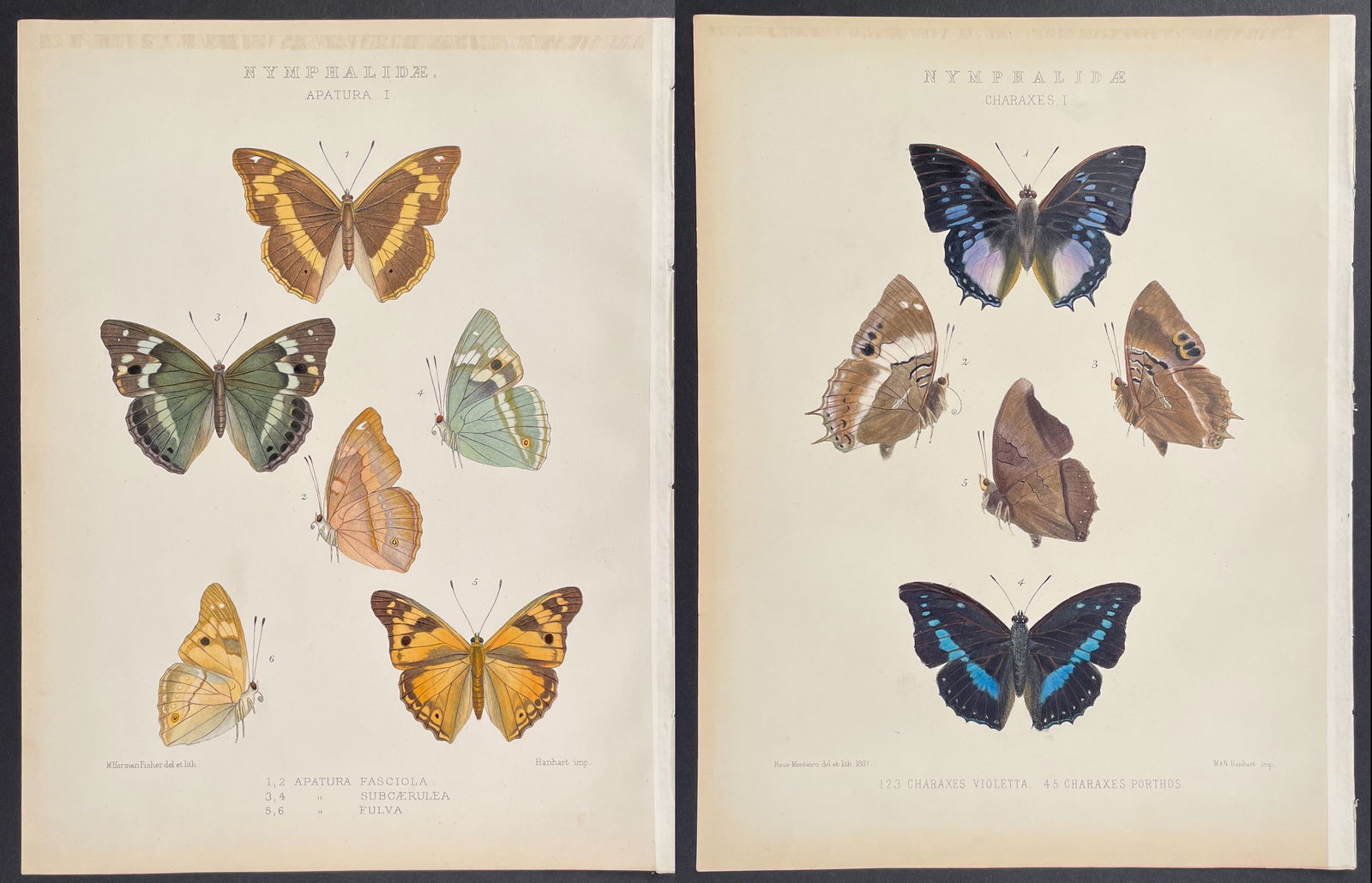 Kirby - 6 Butterfly Lithographs (1 of 7)