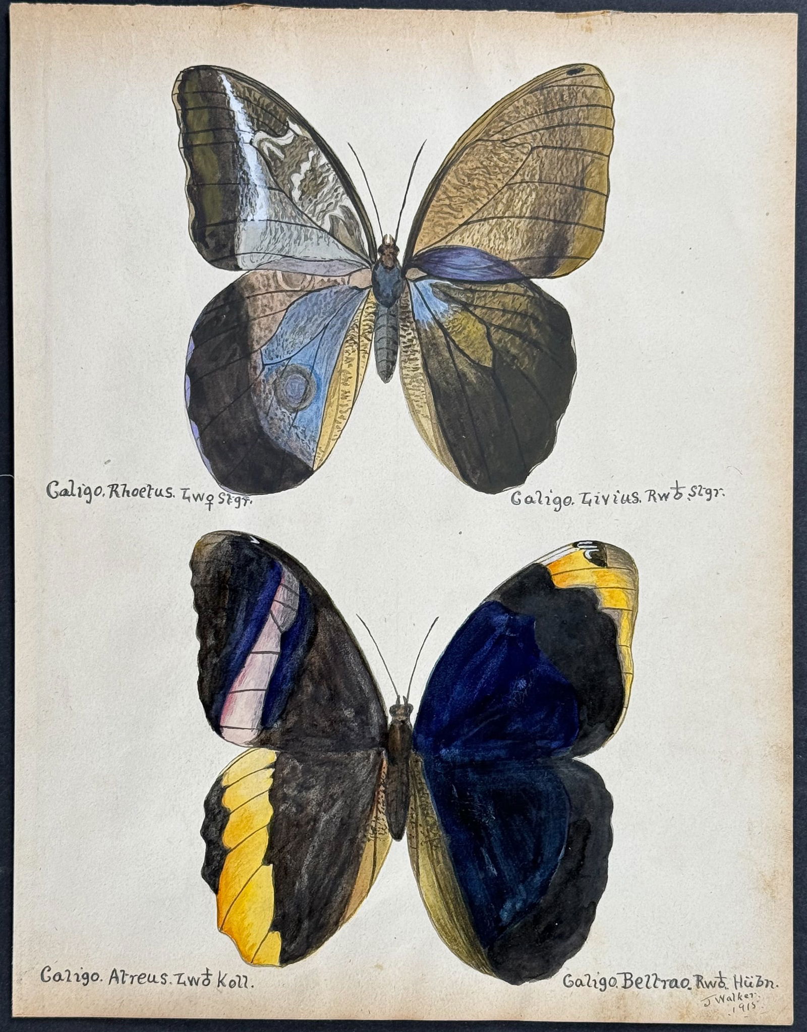 Walker - Original Watercolor of Butterflies or Moths: This rich original watercolor is of butterflies or moths. It's from a watercolor album done by James John Walker titled Exotic Butterflies Drawn and Coloured from ?.Specimens in own collection. They w