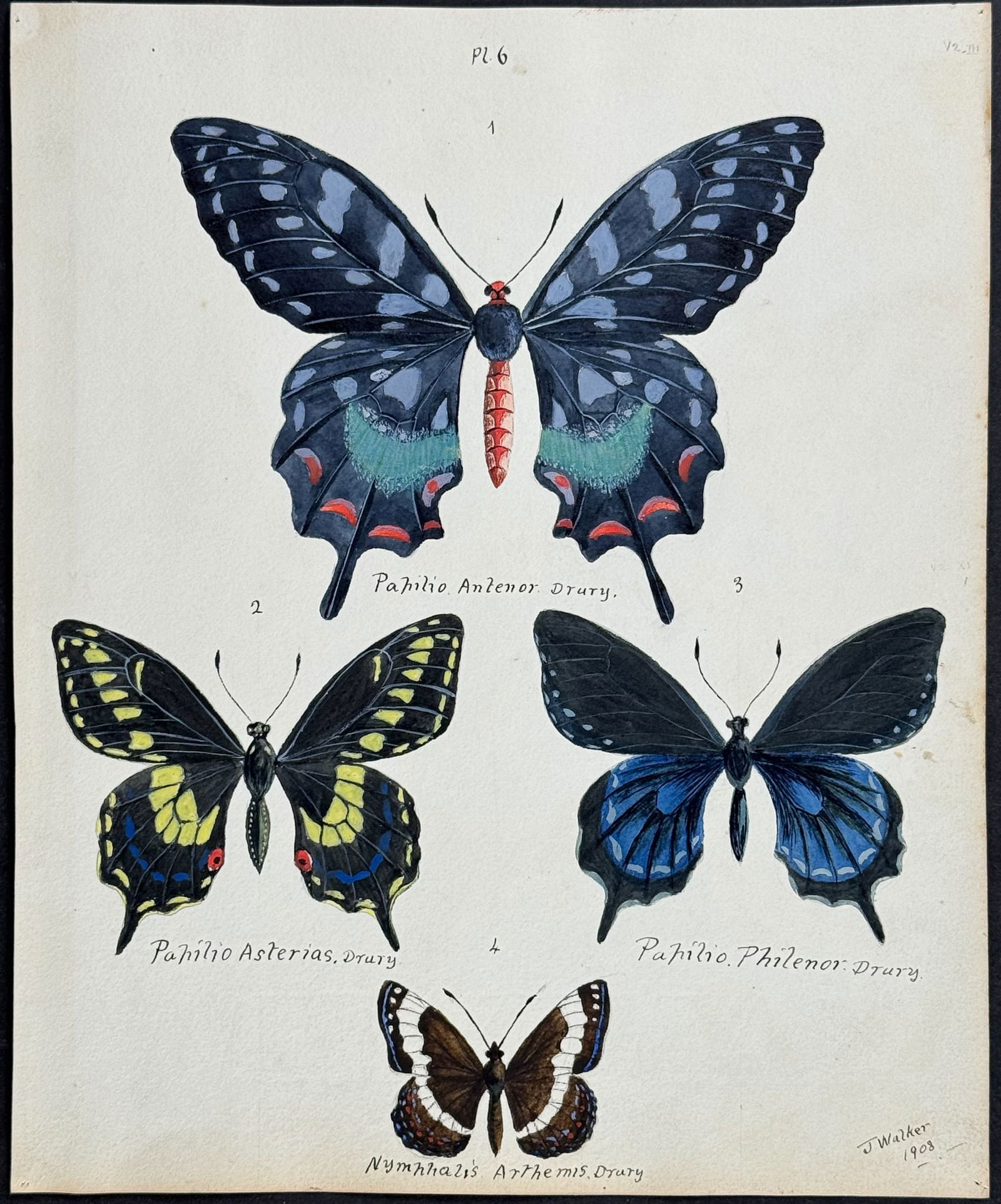 Walker - Original Watercolor of Butterflies or Moths: This rich original watercolor is of butterflies or moths. It's from a watercolor album done by James John Walker titled Exotic Butterflies Drawn and Coloured from ?.Specimens in own collection. They w