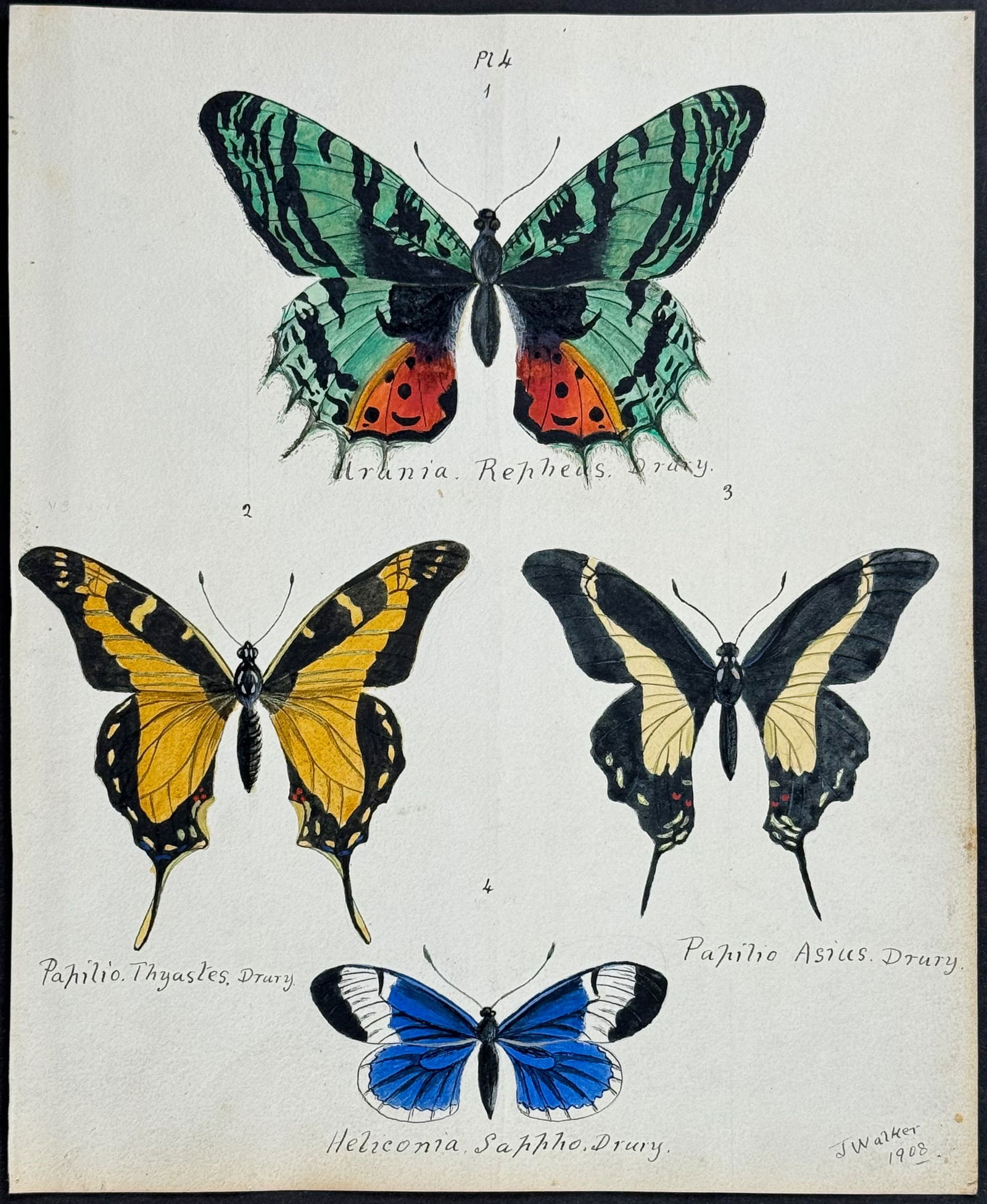 Walker - Original Watercolor of Butterflies or Moths: This rich original watercolor is of butterflies or moths. It's from a watercolor album done by James John Walker titled Exotic Butterflies Drawn and Coloured from ?.Specimens in own collection. They w