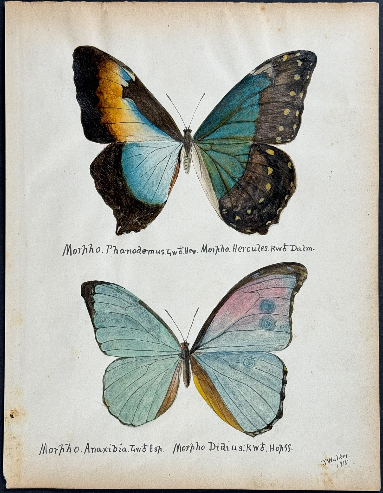 Walker - Original Watercolor of Butterflies or Moths (1 of 1)