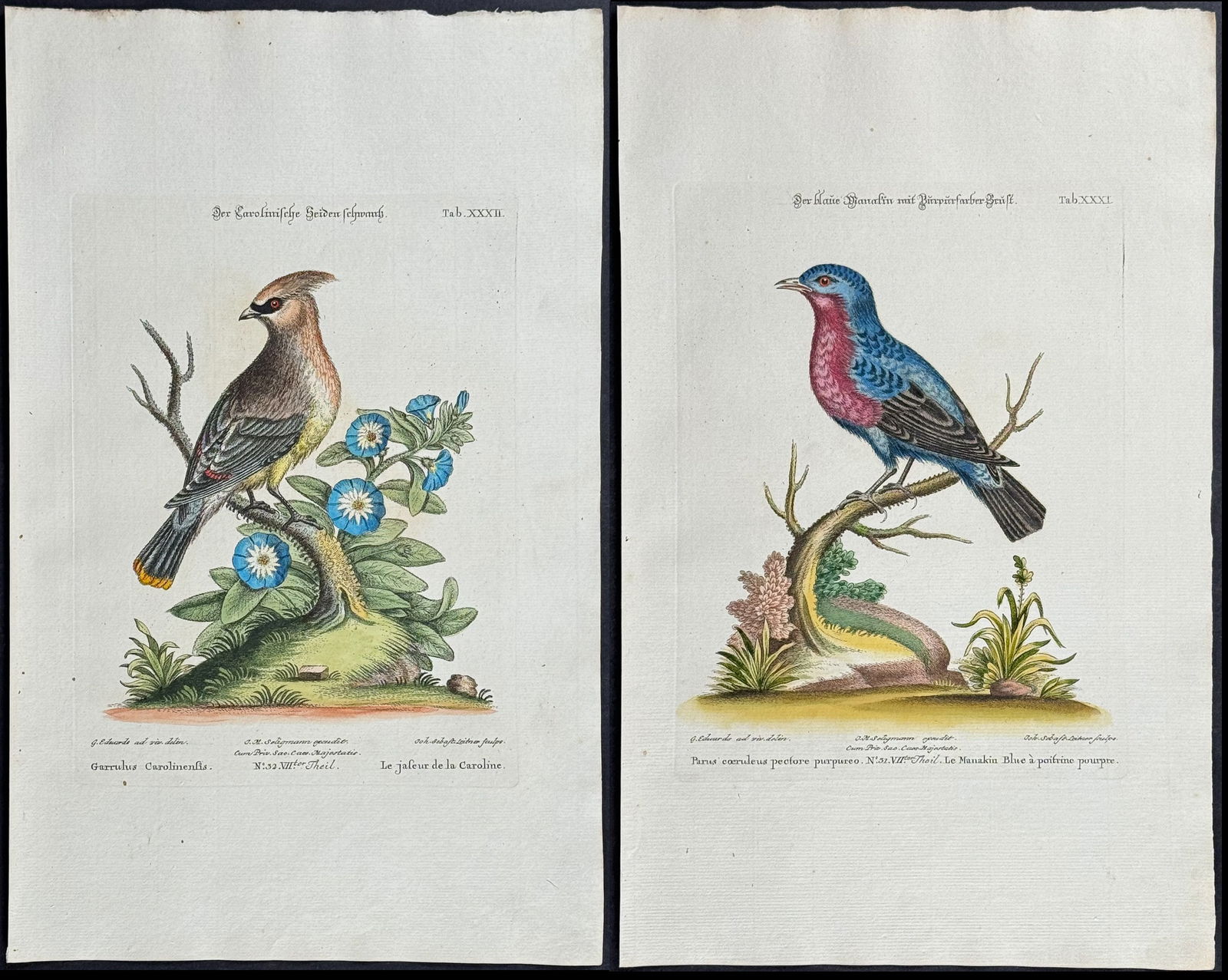 Edwards & Seligmann - 4 Bird Engravings: Johann Seligmann created this wonderful folio work featuring the art of both George Edwards and Mark Catesby. Entitled Sammlung verschiedener auslandischer und seltener Vogel, the rare work features b